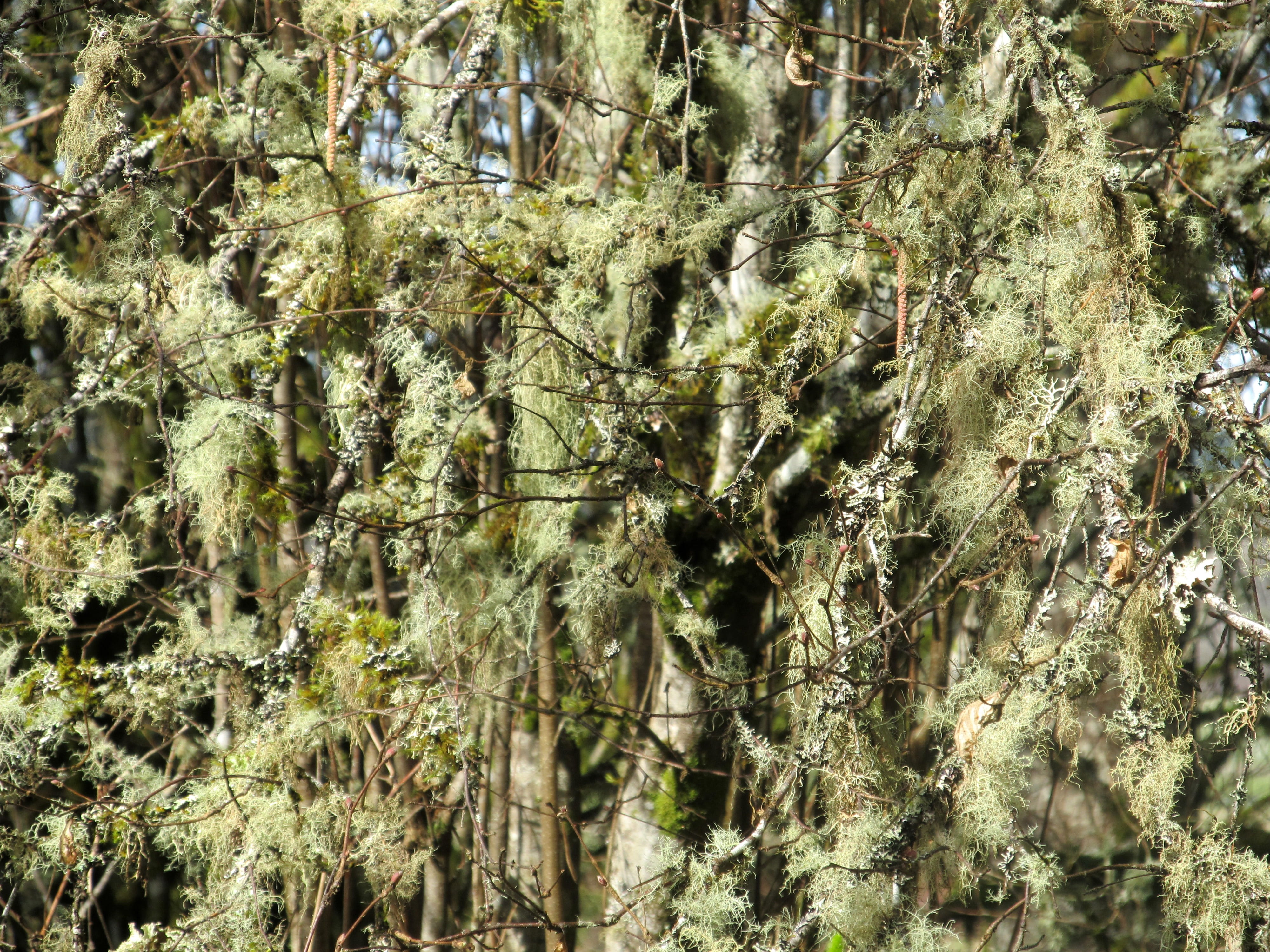 Background, Light, Light, Green, Green, Tree, Mossy, lichen