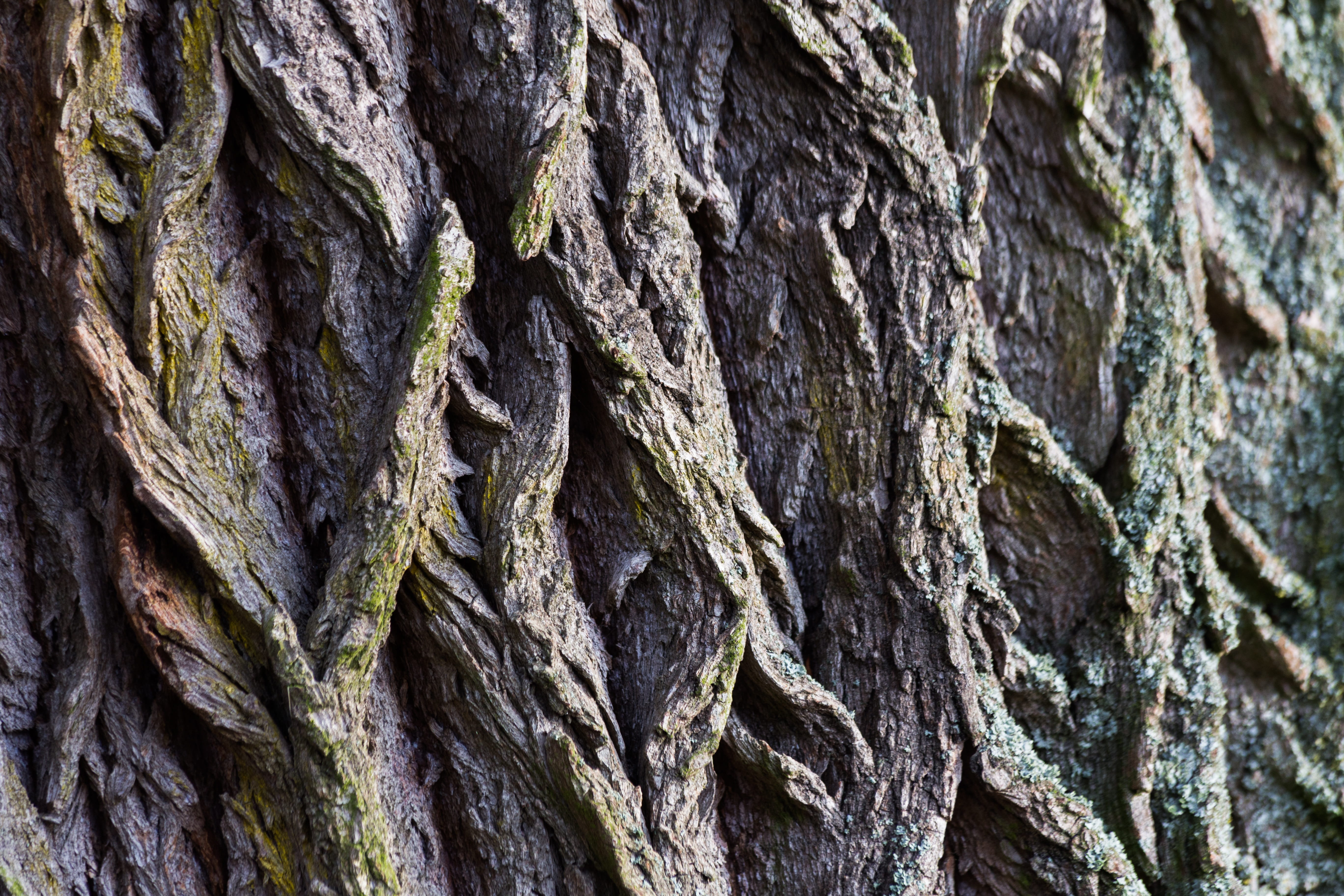 Tree Bark, Macro, Structure, Wood, tree trunk, textured, rough