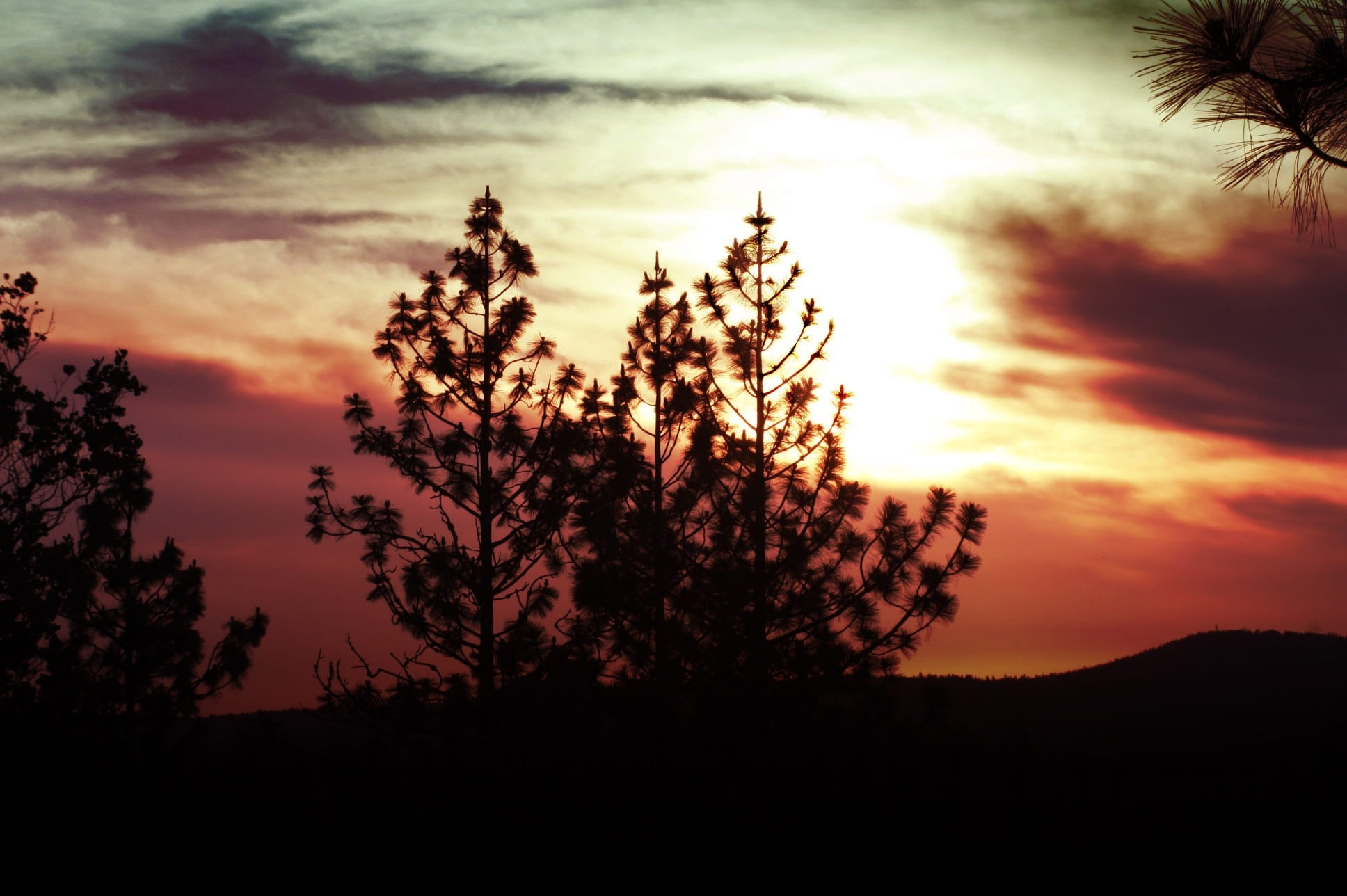 Sunset, Tree, Clouds, Nature, sky, landscape, evening, sundown