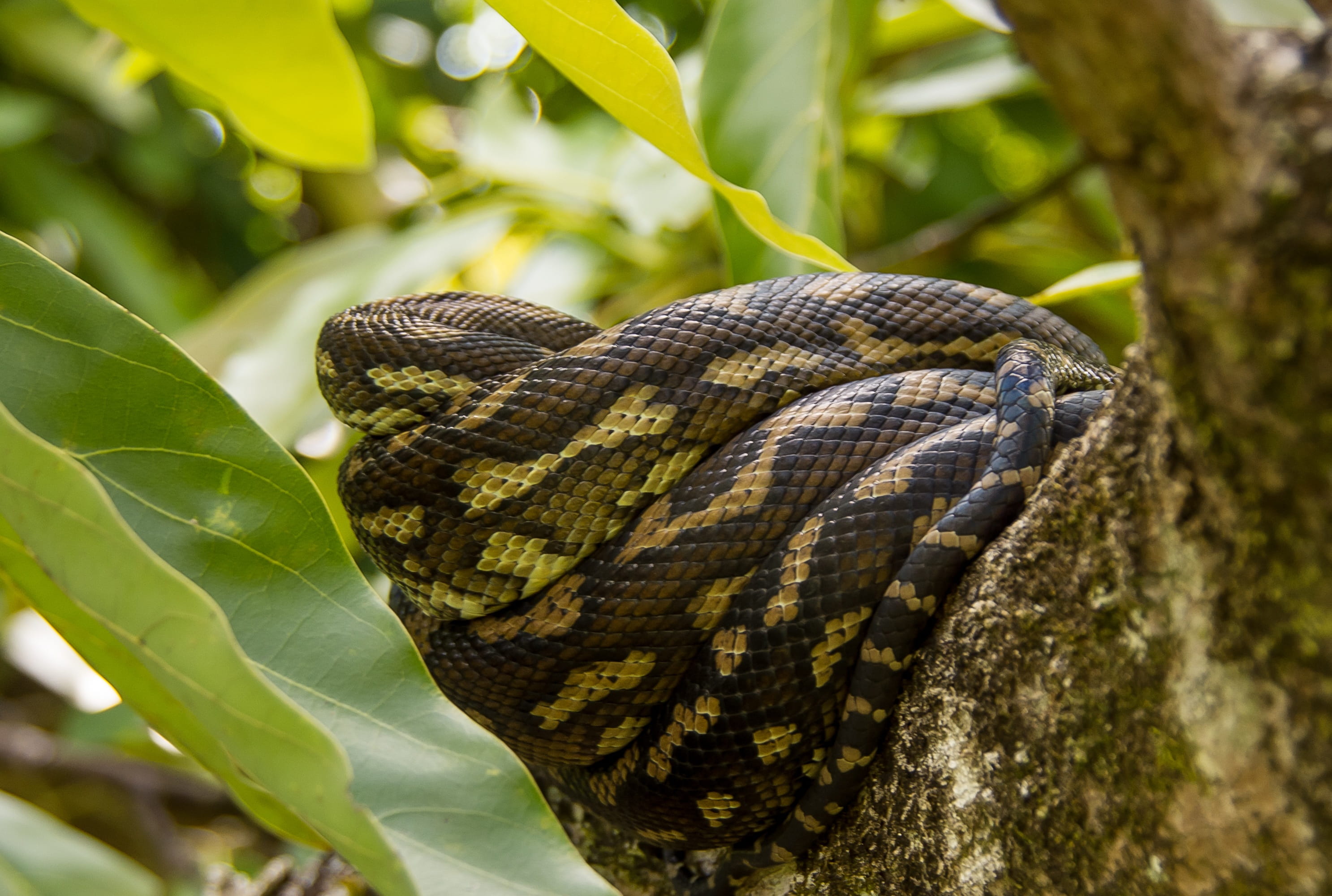 carpet python, snake, coiled, close-up, sleeping, grass, black