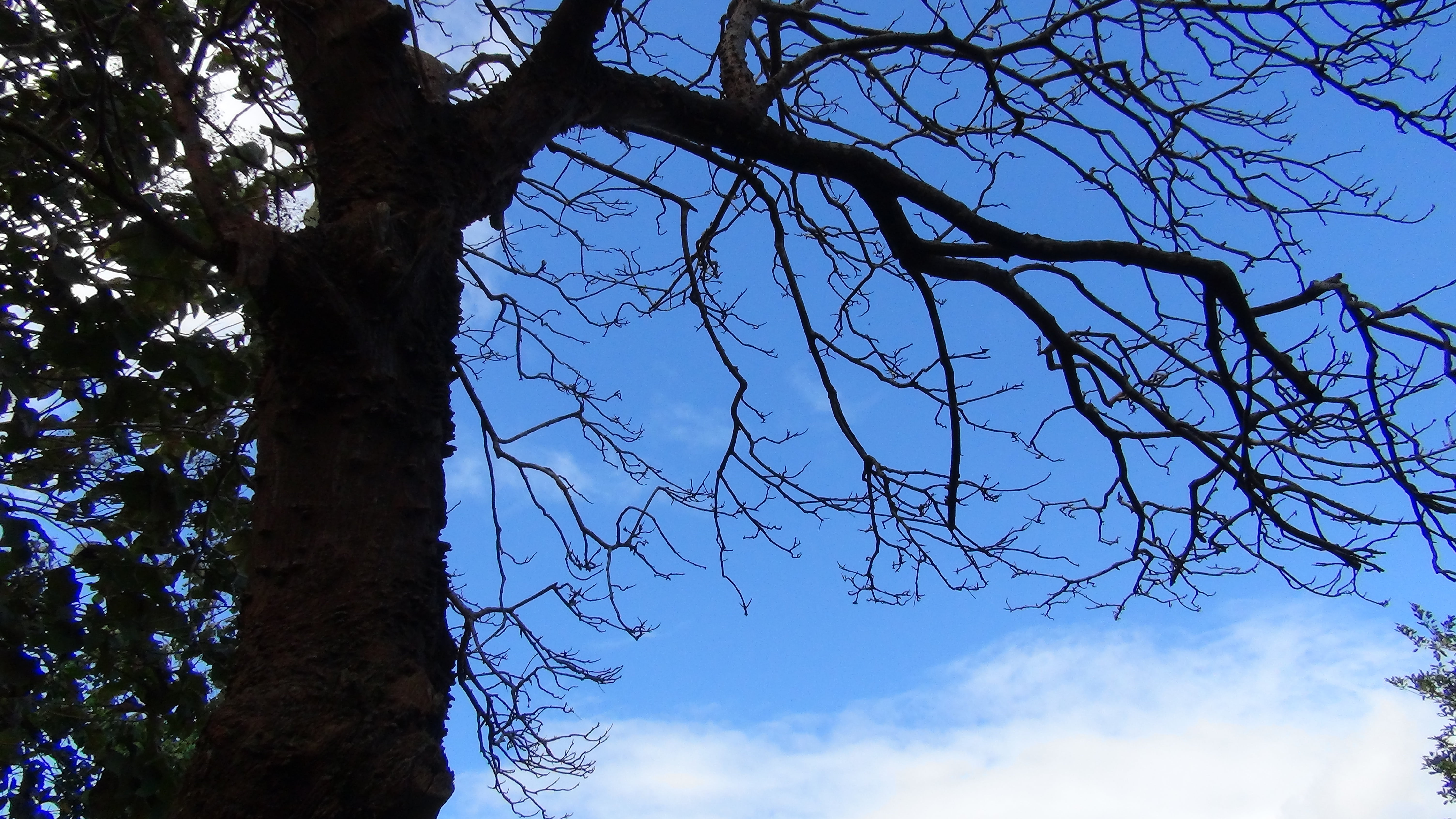 nature, tree, forest, environment, plant, sky, low angle view