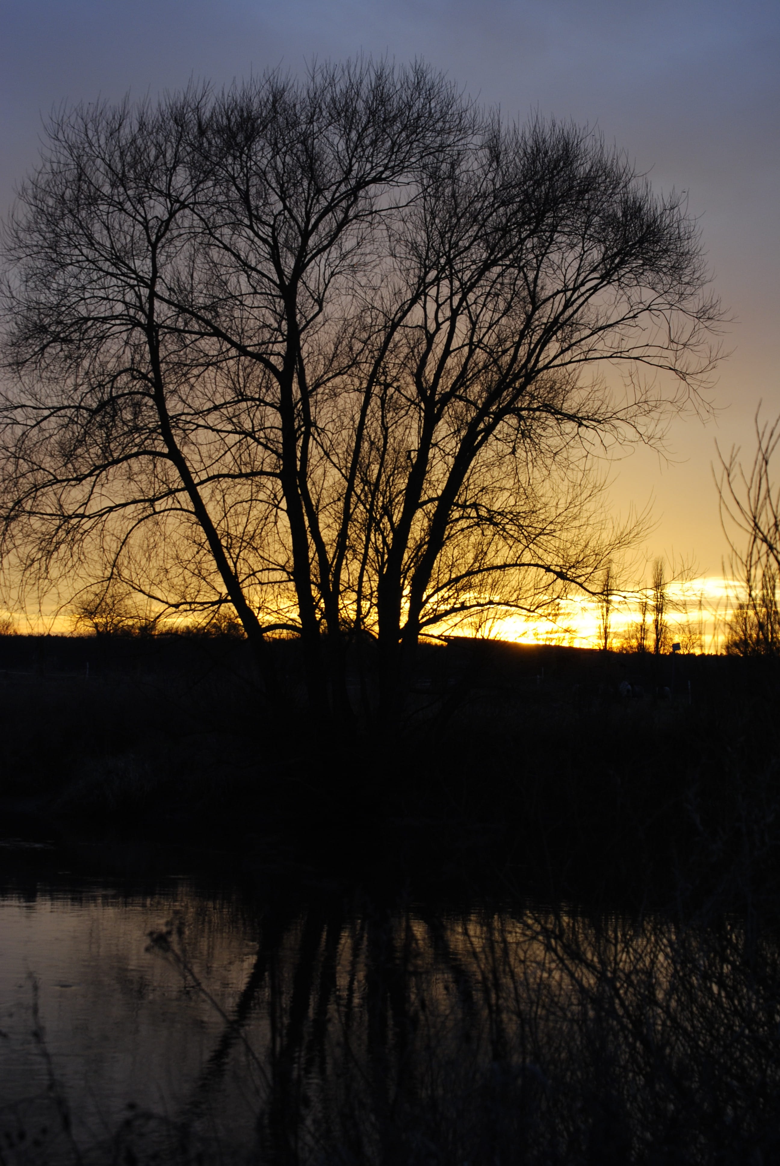 Tree, Twilight, Sunset, reflection, silhouette, bare tree, nature