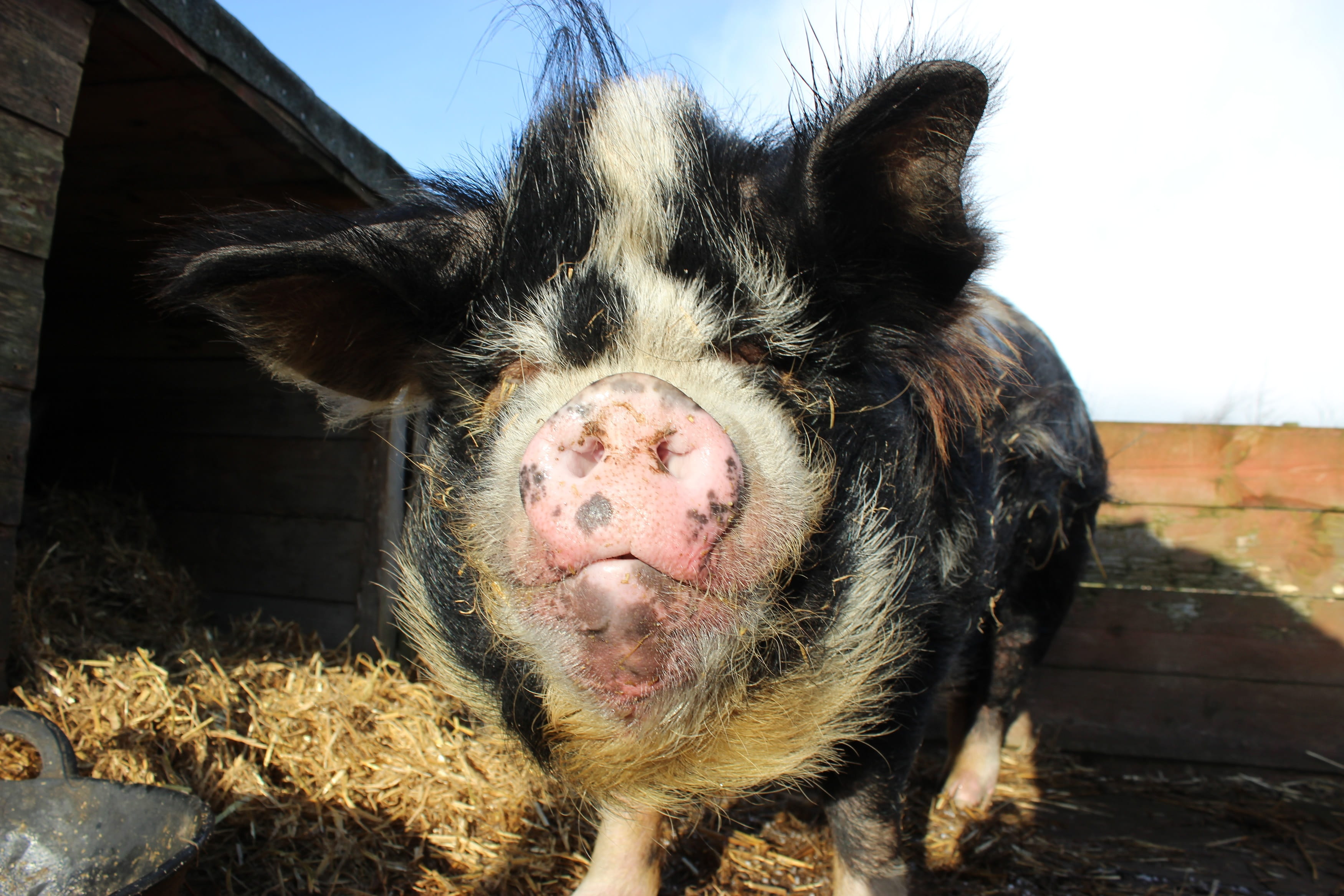 Kunekune, Kune Kune, Pig, Animal, adorable, piggy, domestic animals