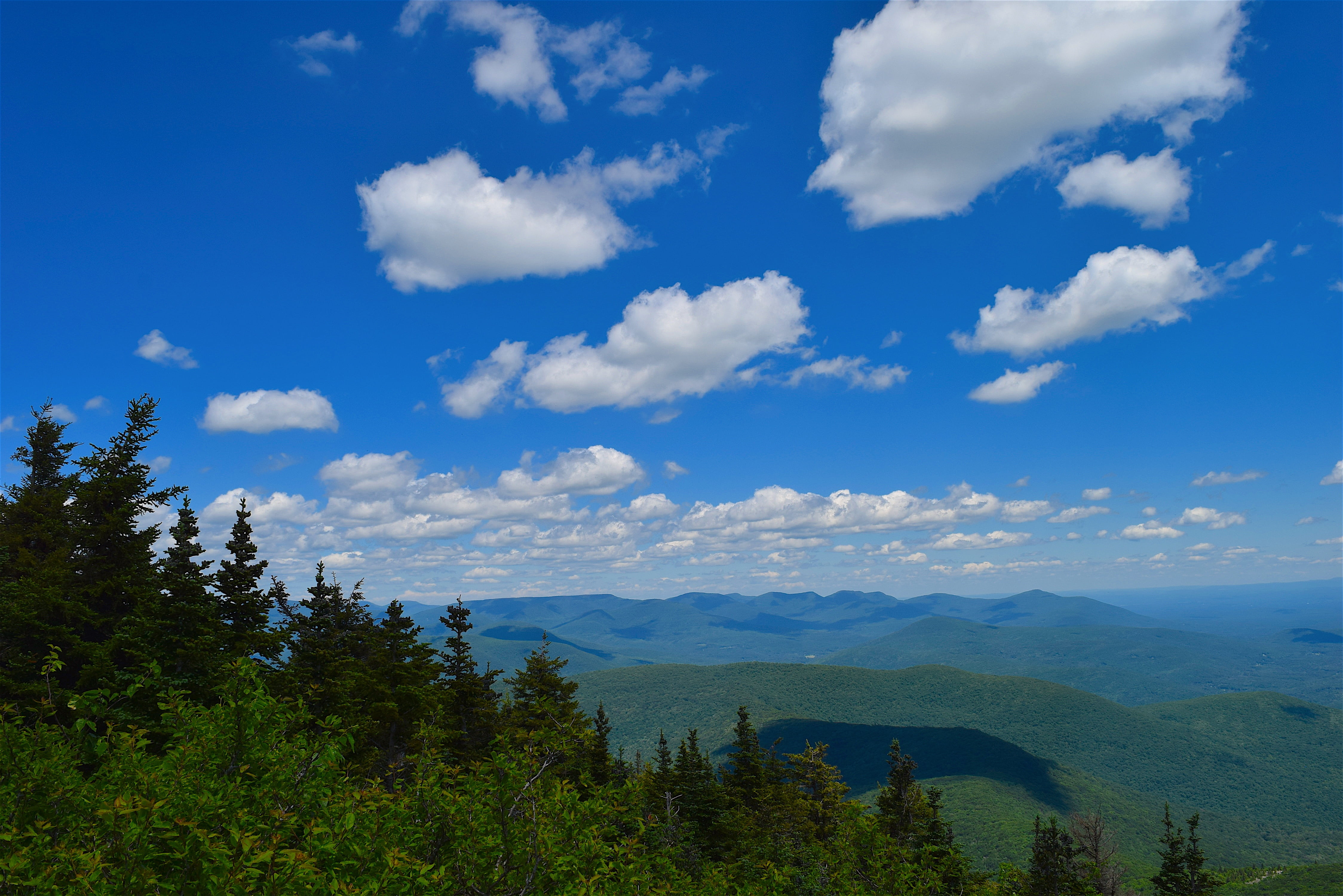 mountainside, clouds, view, trees, pine, landscape, nature