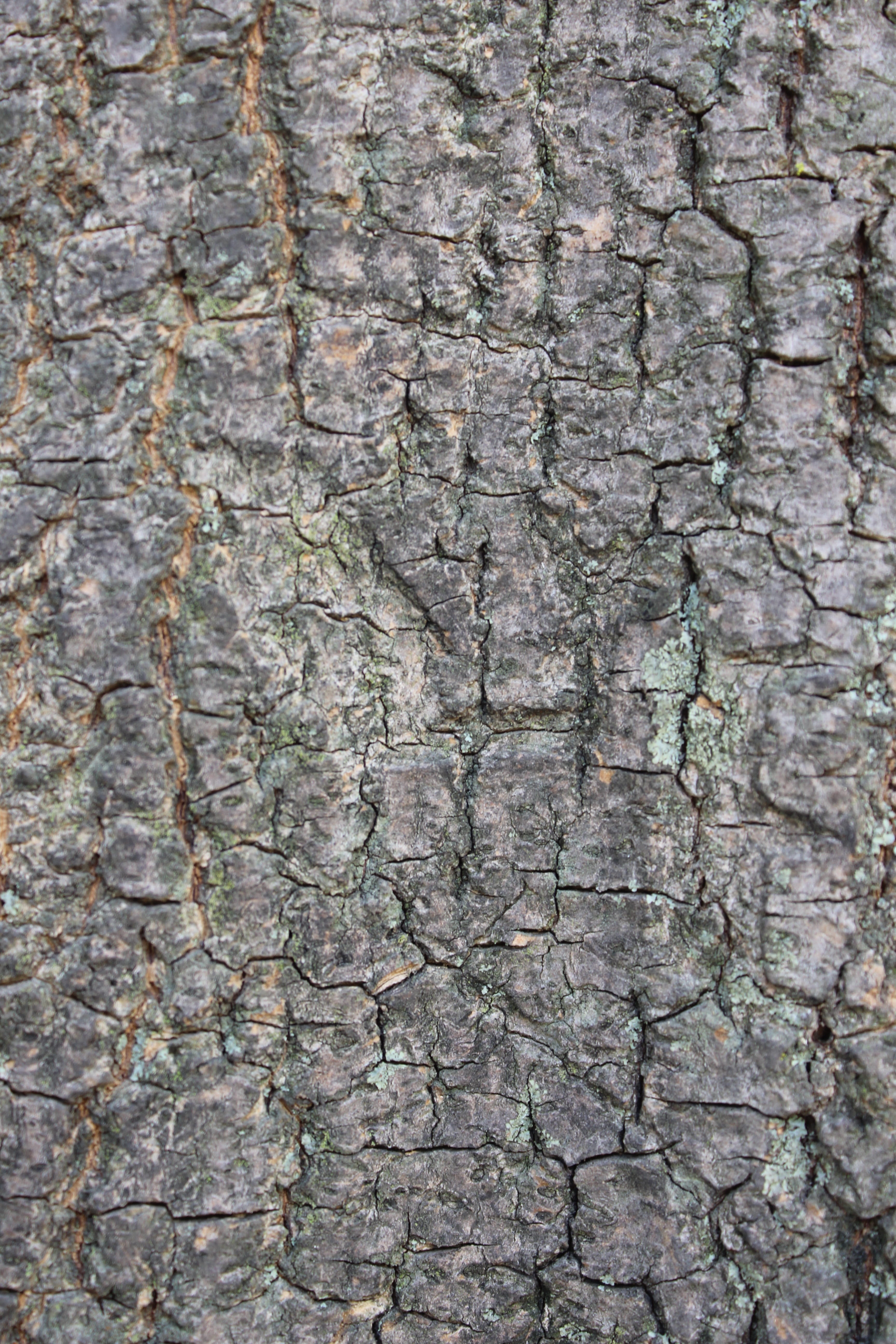 Tree, Bark, Trunk, Tree Bark, Wood, texture, tree bark texture