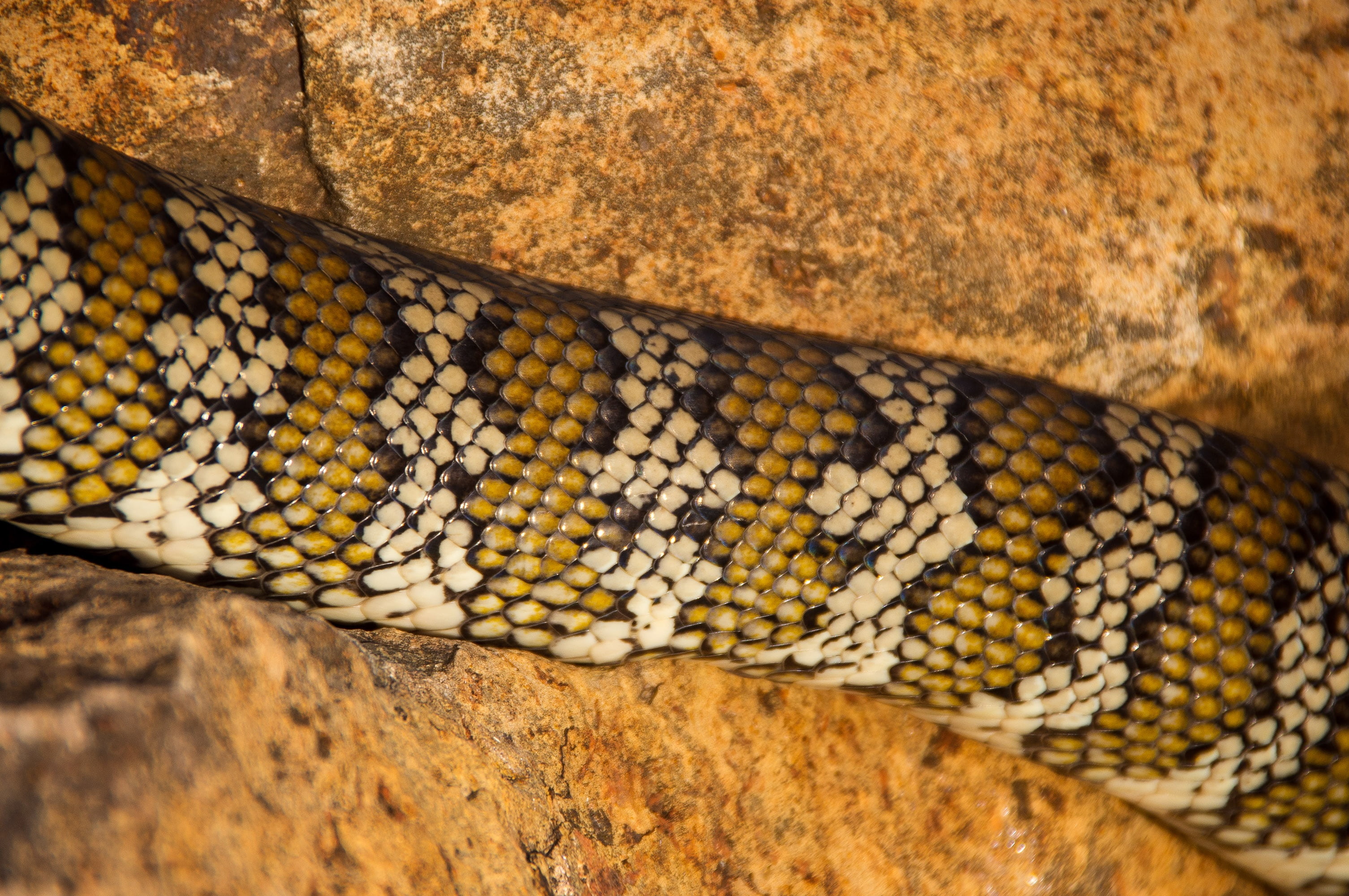 carpet python, australia, queensland, snake, skin, pattern