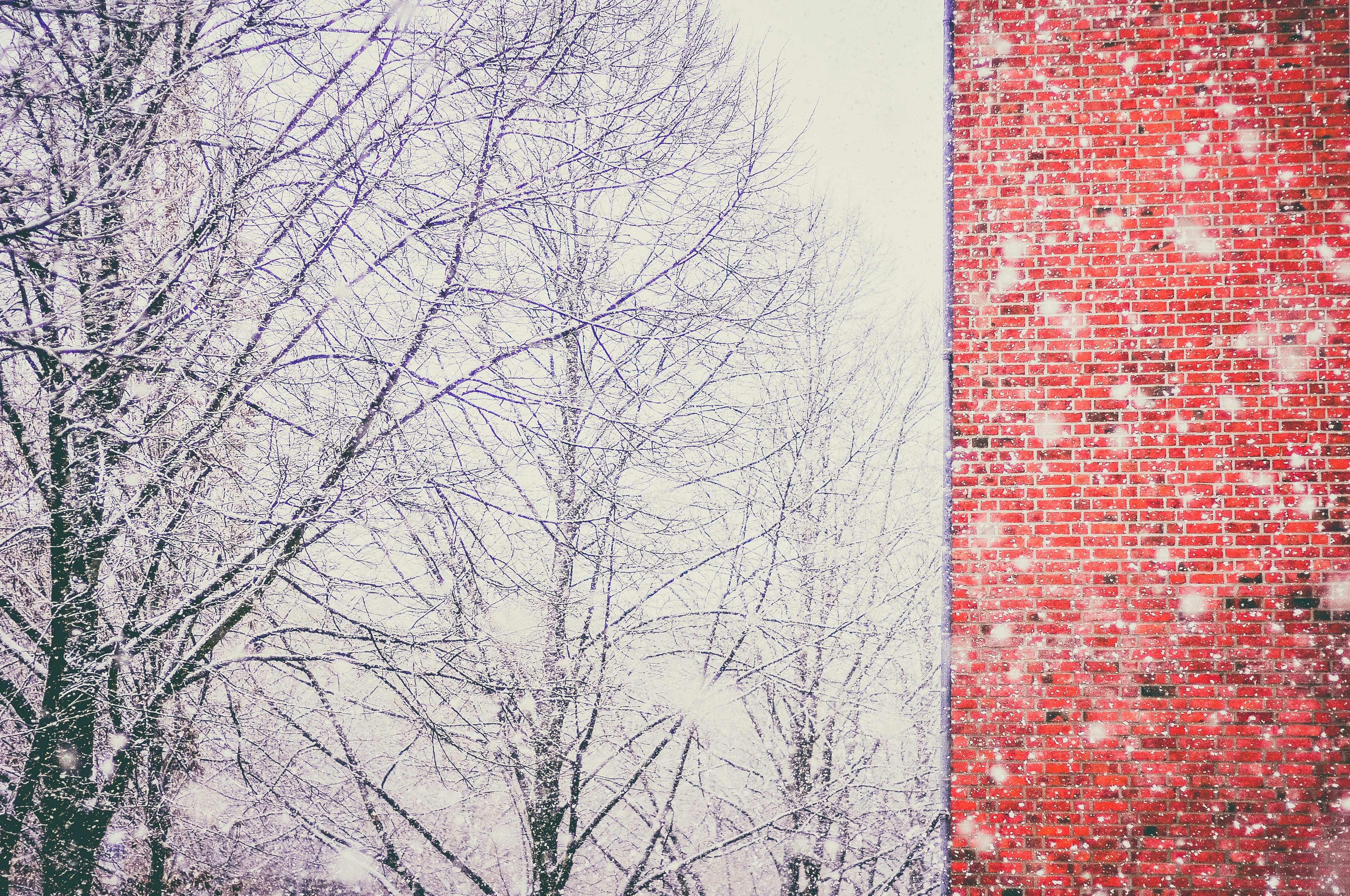 snow, blizzard, cold, winter, trees, branches, nature, bricks