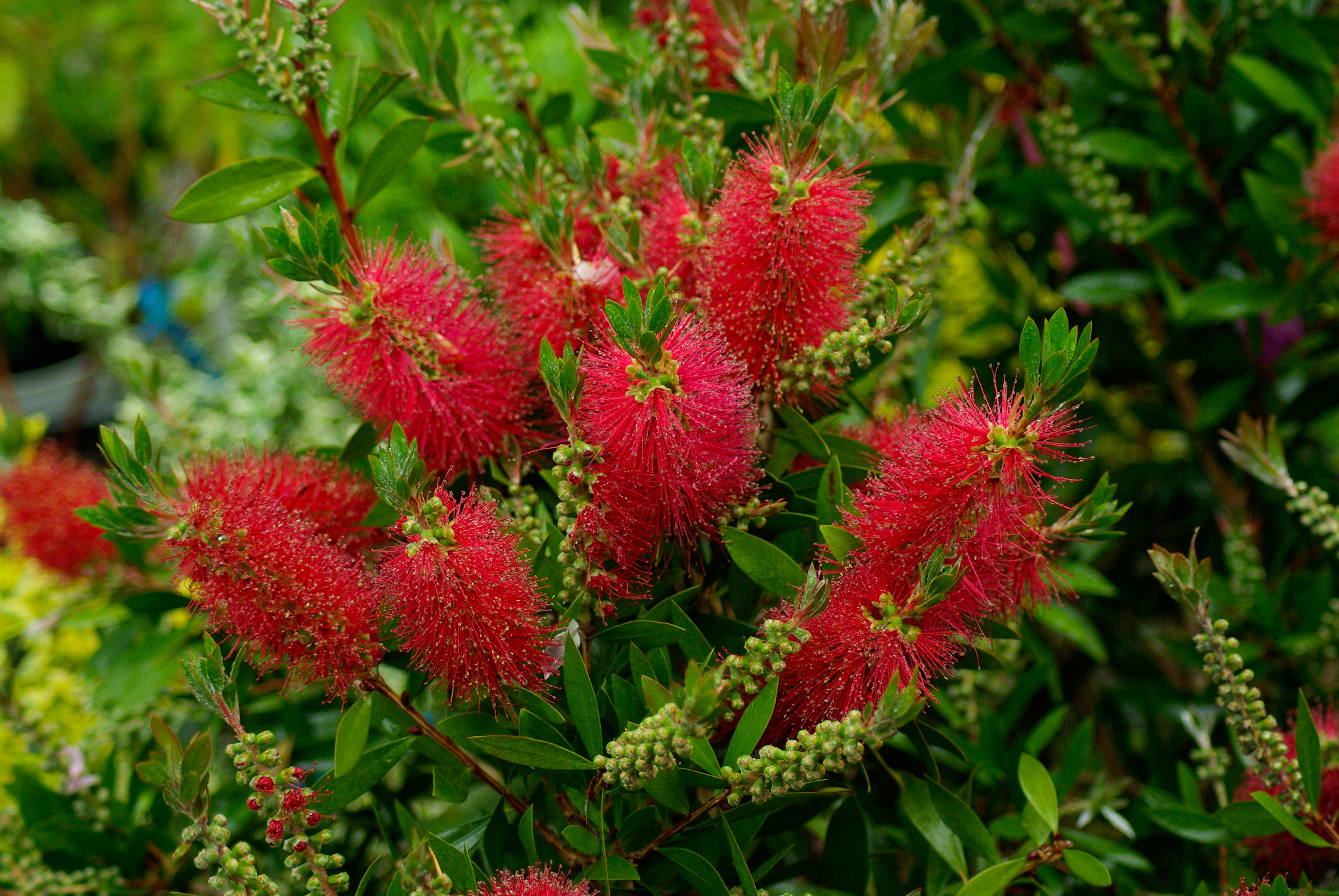 callistemon laevis, plant, foliage, garden, red, growth, close-up