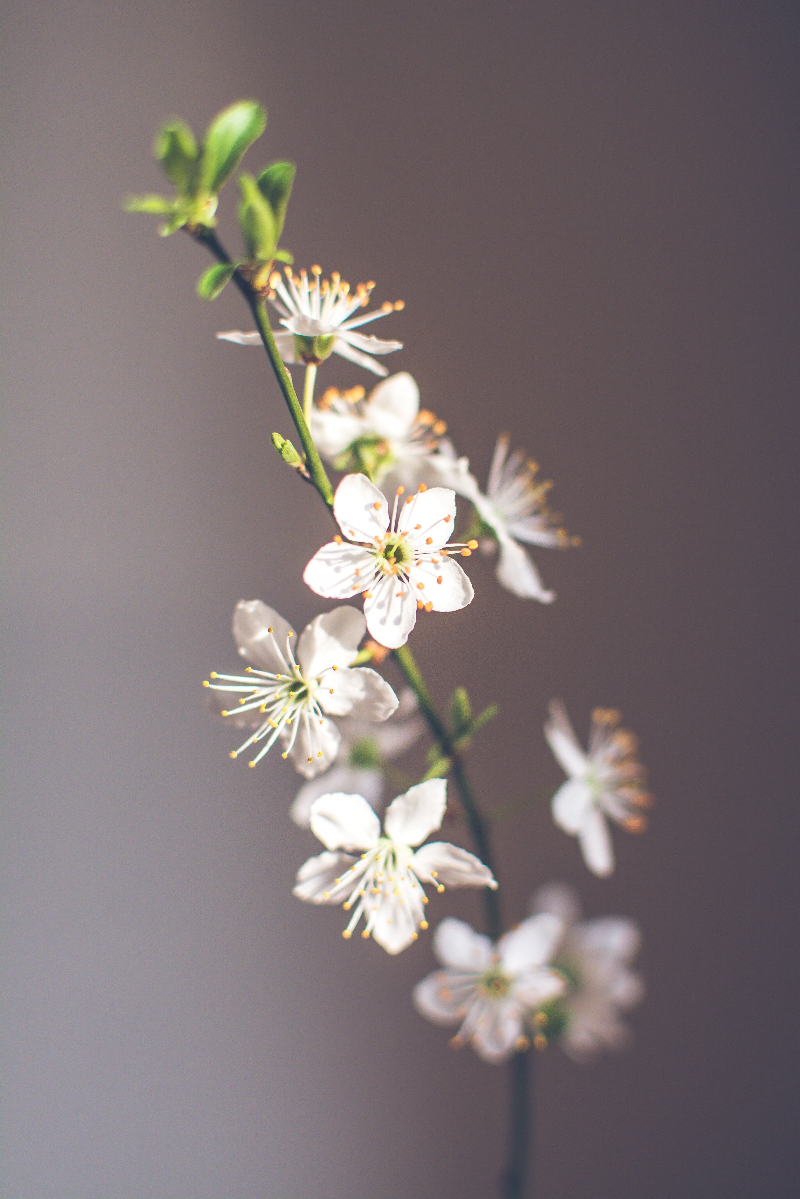spring, cherry blossom, spring flower, nature, spring flowers