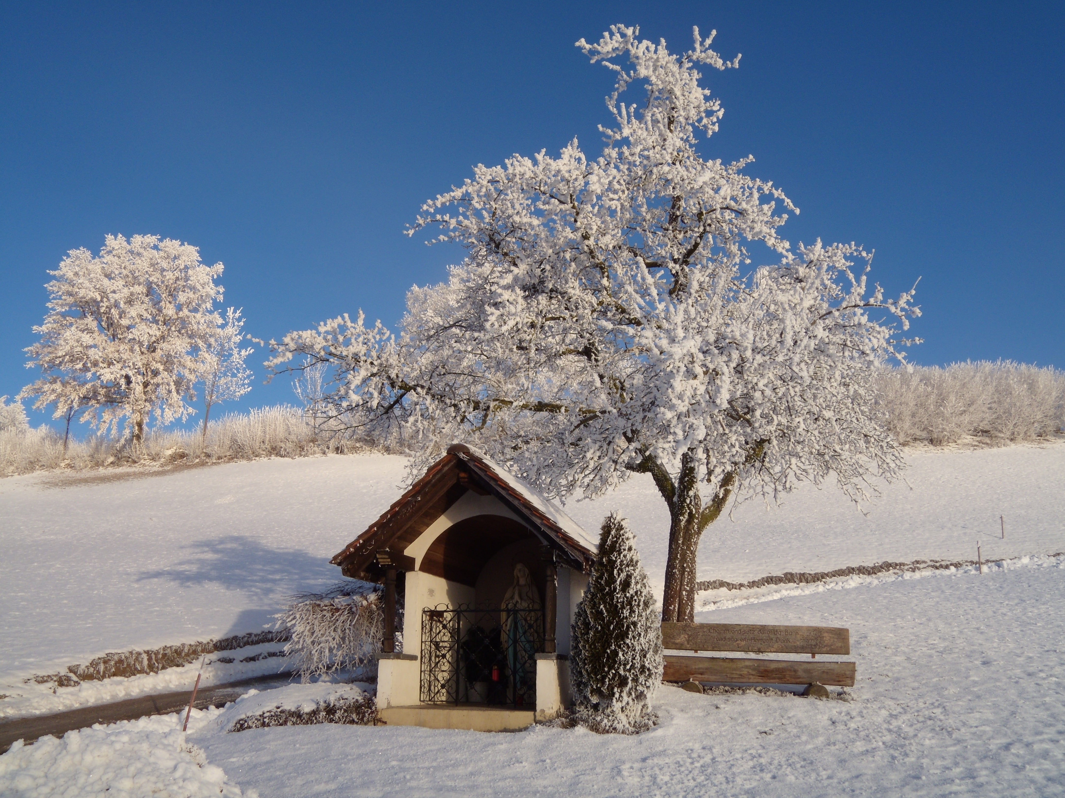 winter, wintry, shrubs, snow, cold temperature, tree, plant