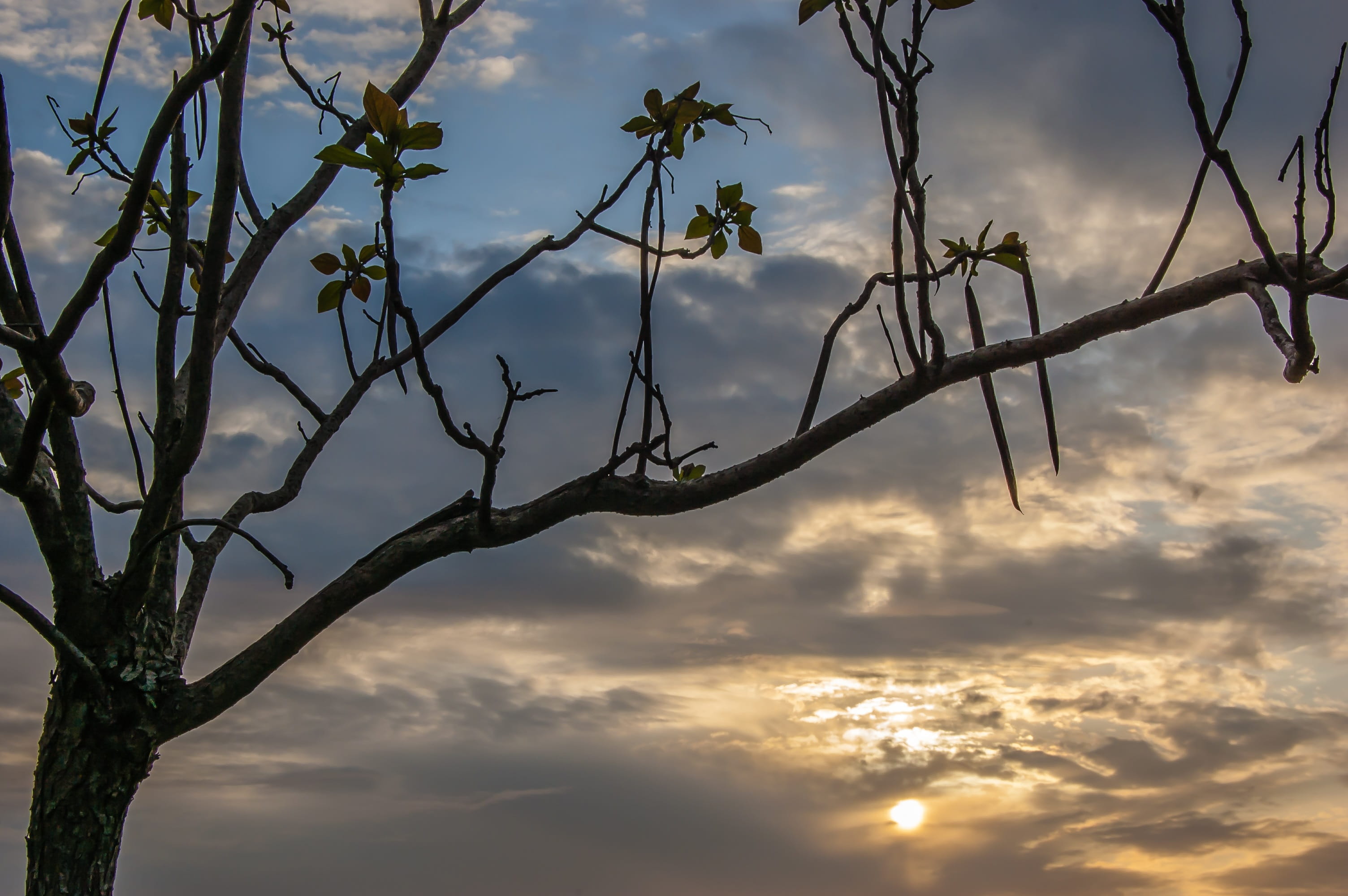 sky, sunset, clouds, atmosphere, evening, tree, cloud - sky