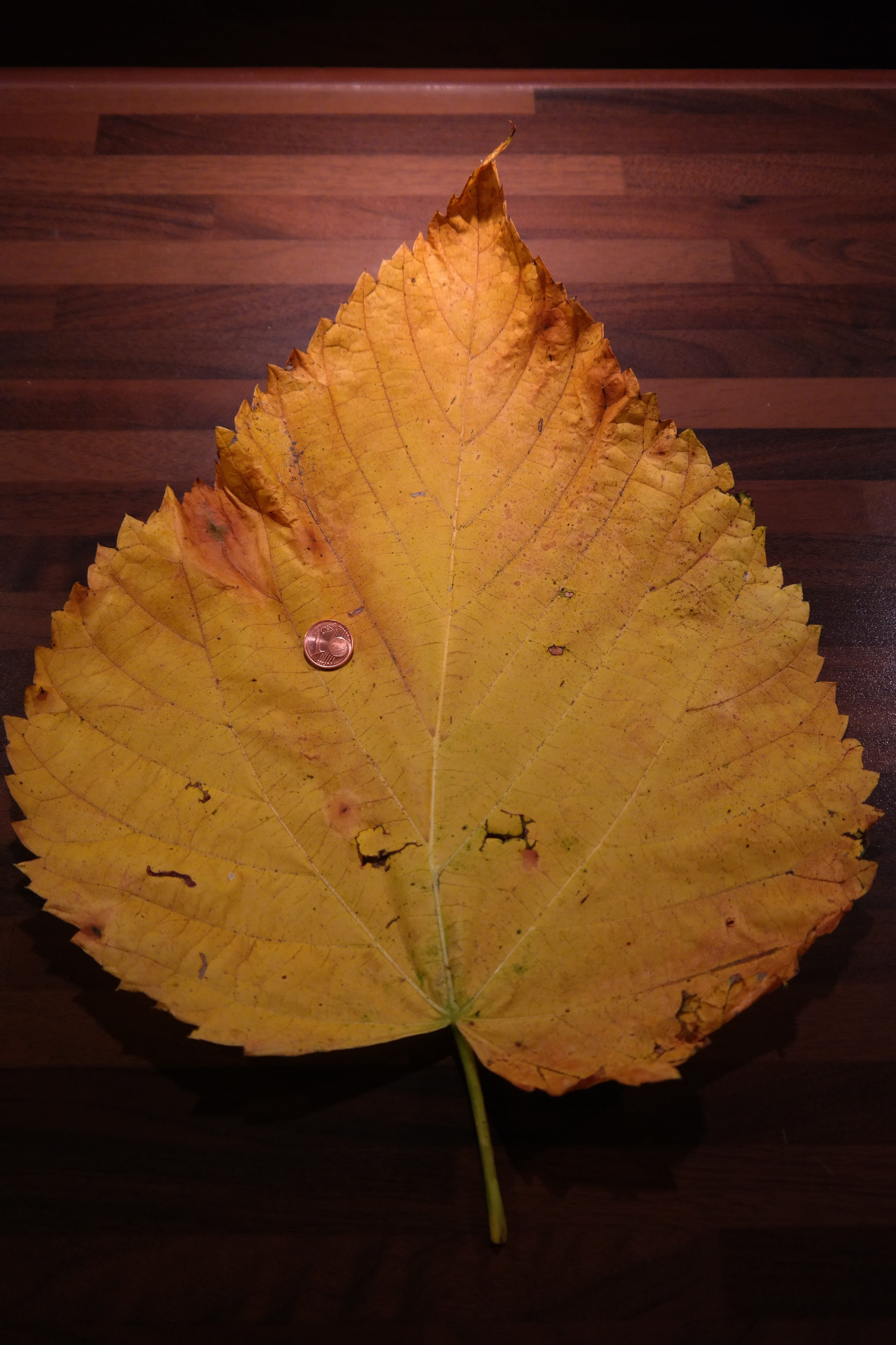 Elm, Leaf, Mountain, Size, Comparison, elm leaf, mountain elm