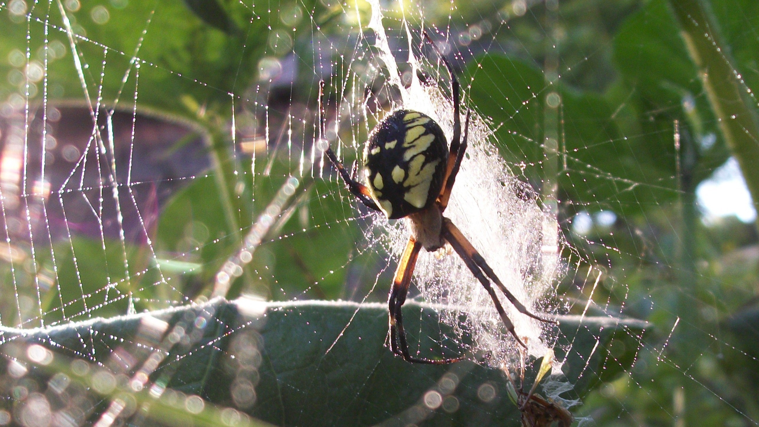 spider, dew, web, arachnid, wet, spiderweb, spider web, fragility