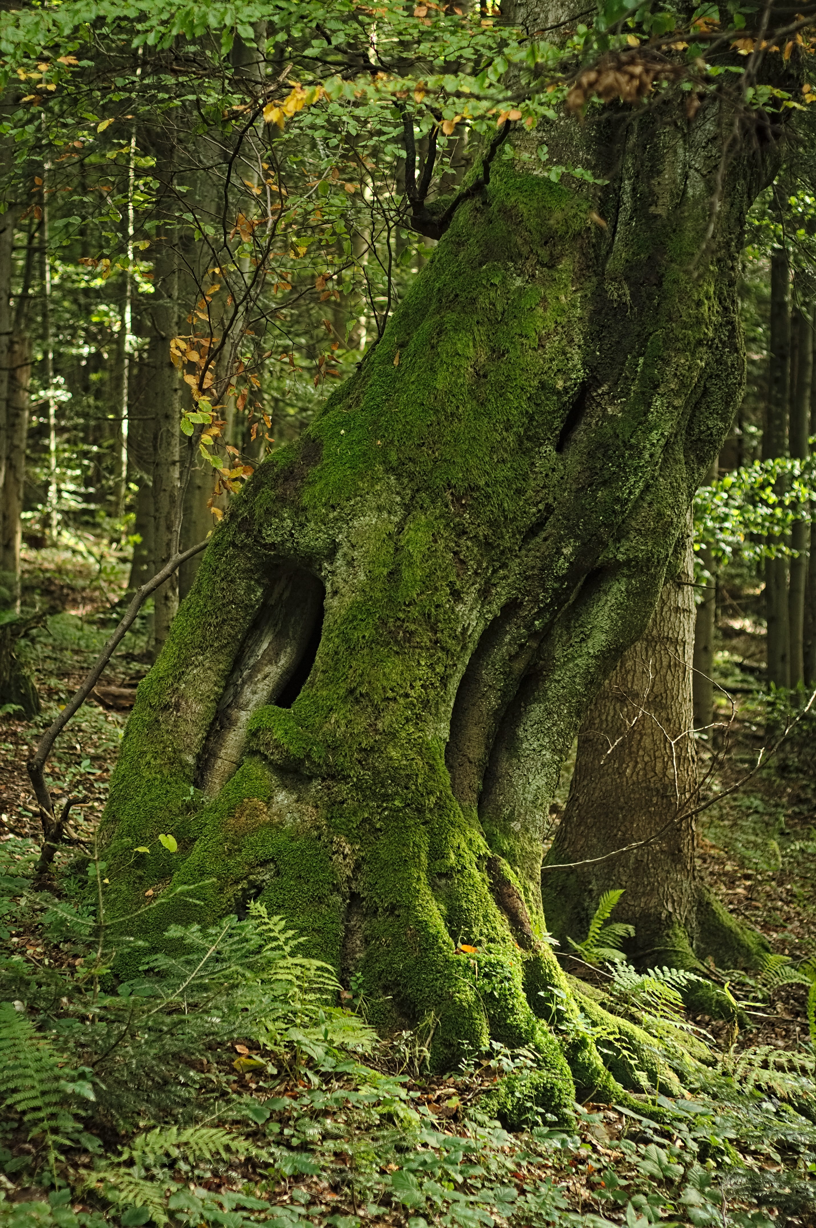 tree, forest, moss, mossy, old age, the age of the, green, trunk
