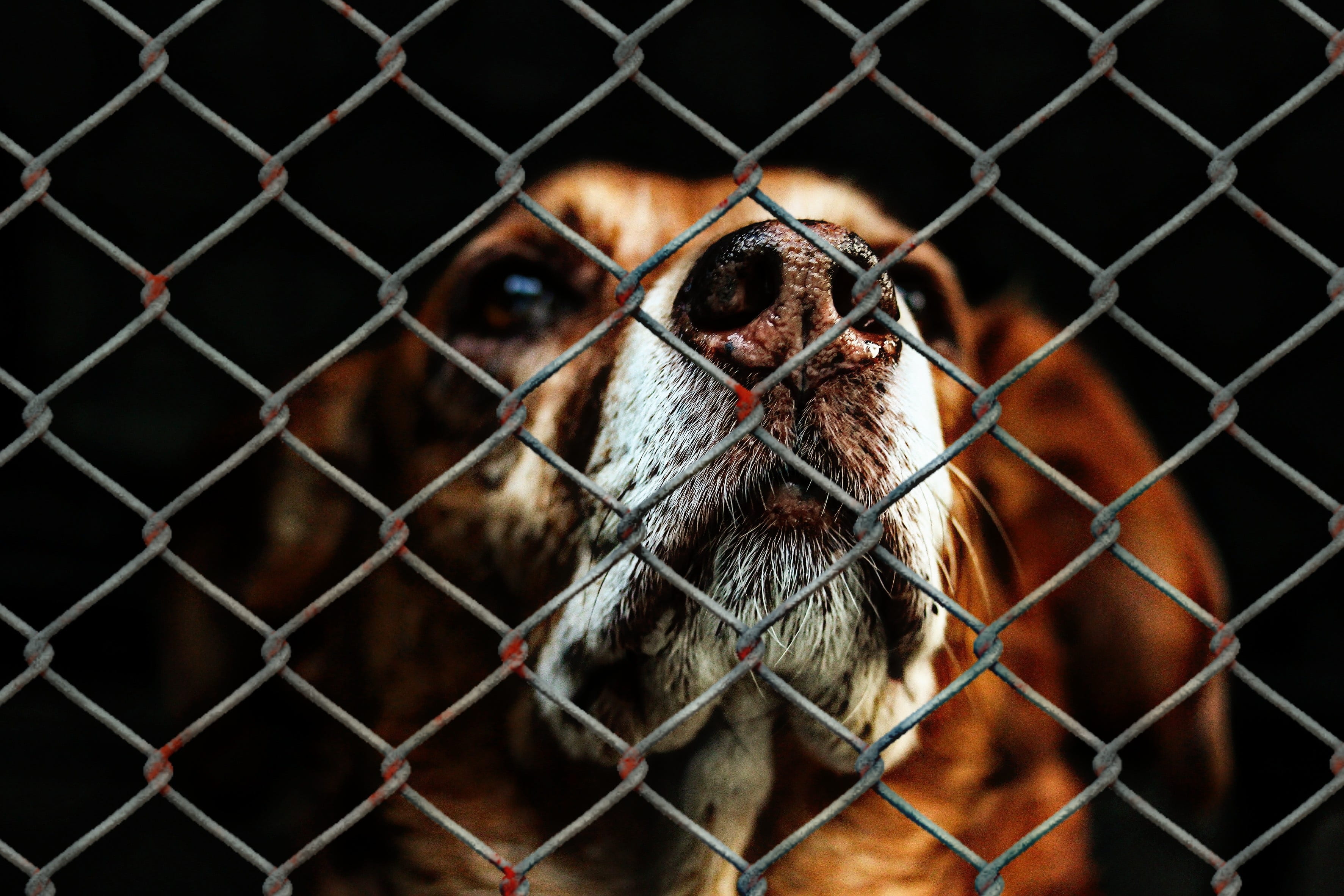 medium short-coated tan dog on focus photo, animal welfare, imprisoned