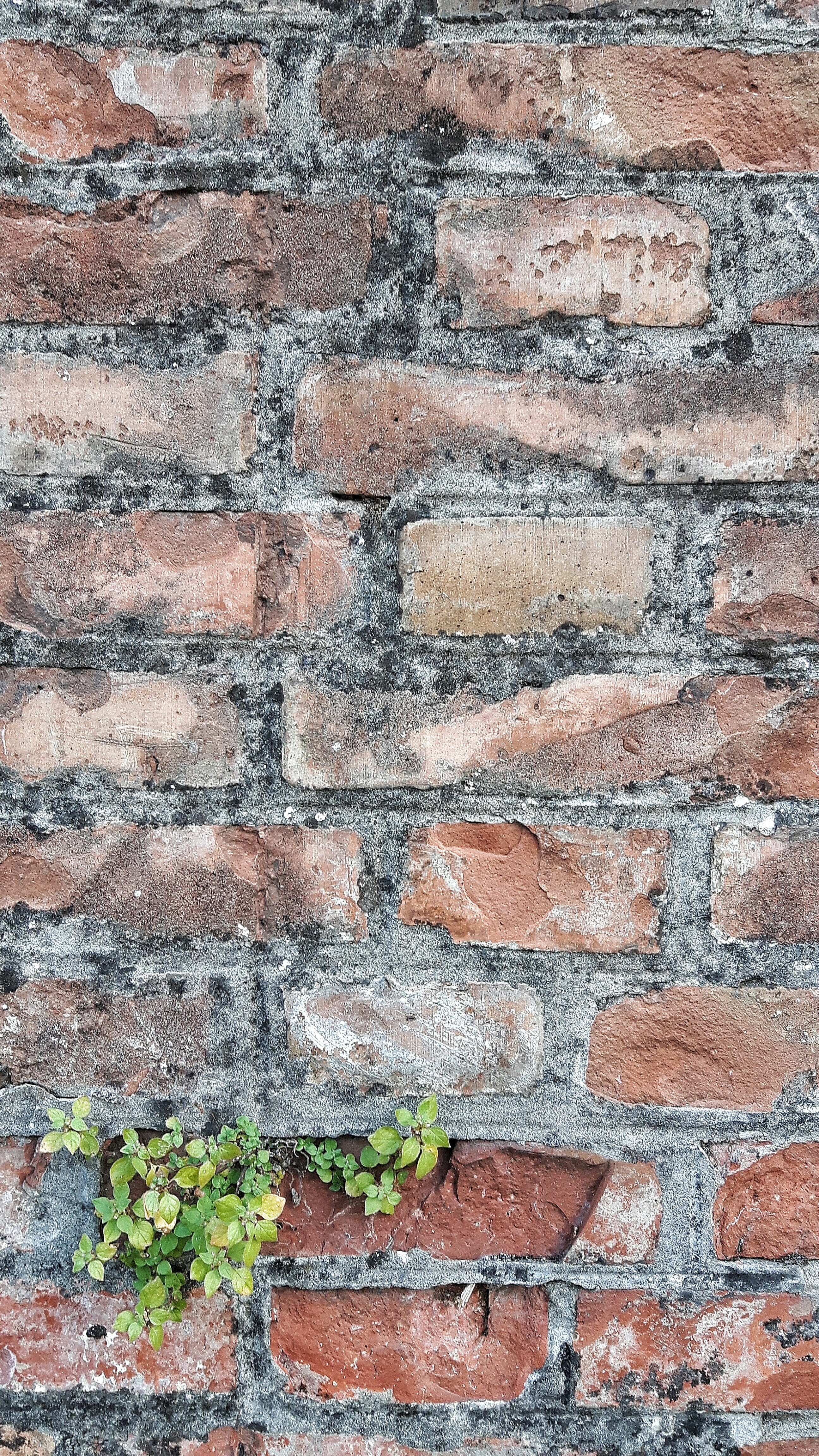wall, color, texture, sassi, bricks, building, backgrounds