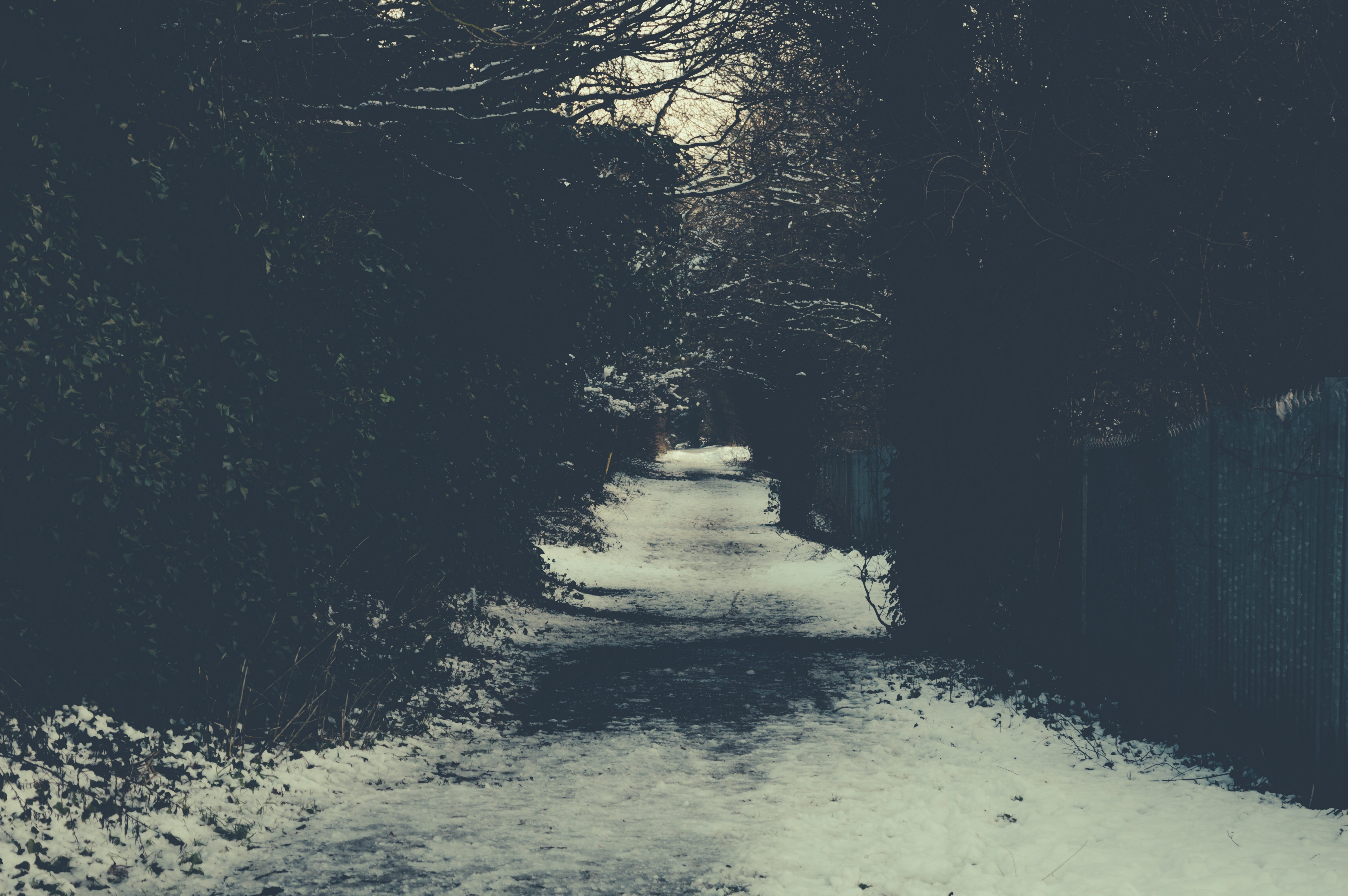 path, sidewalk, snow, winter, trees, direction, the way forward