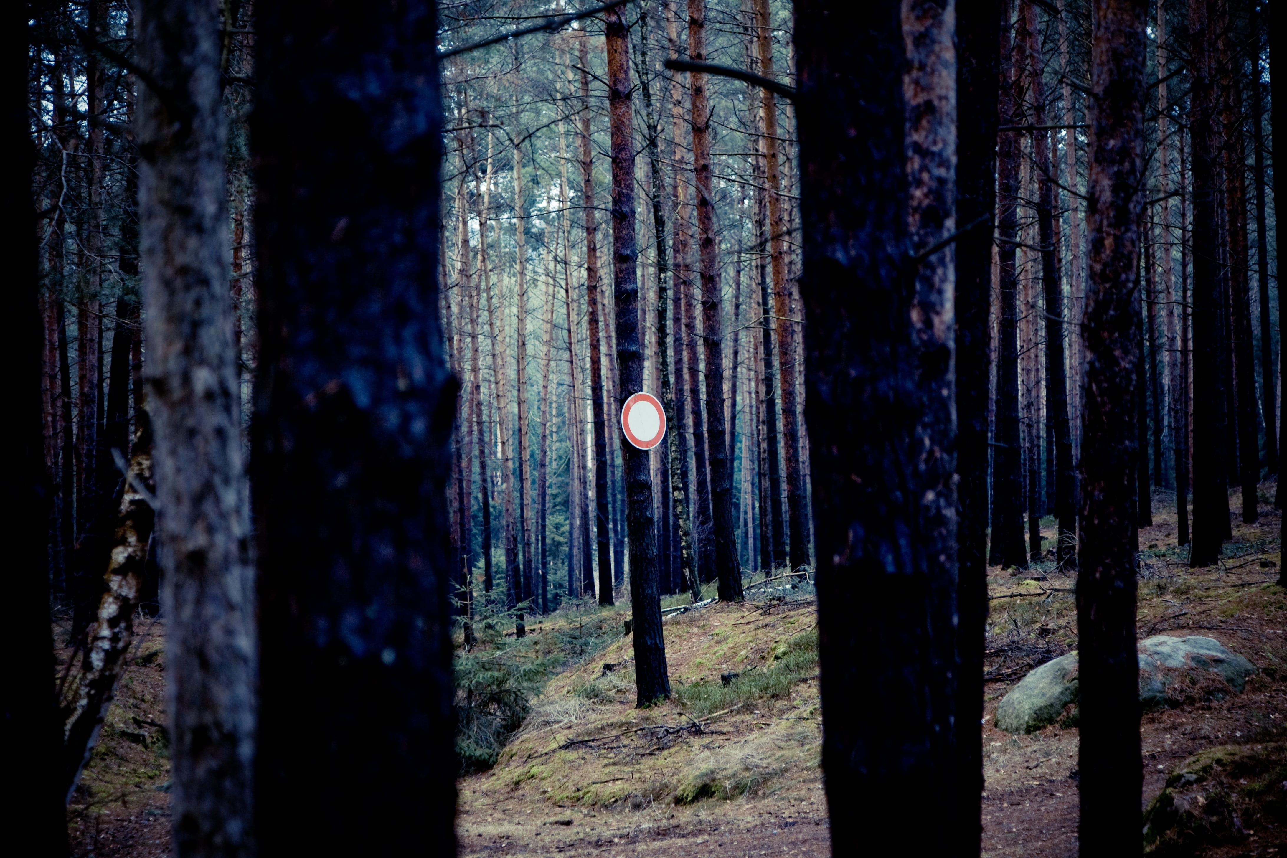 shield, note, ban, forest, trees, log, overview, reference
