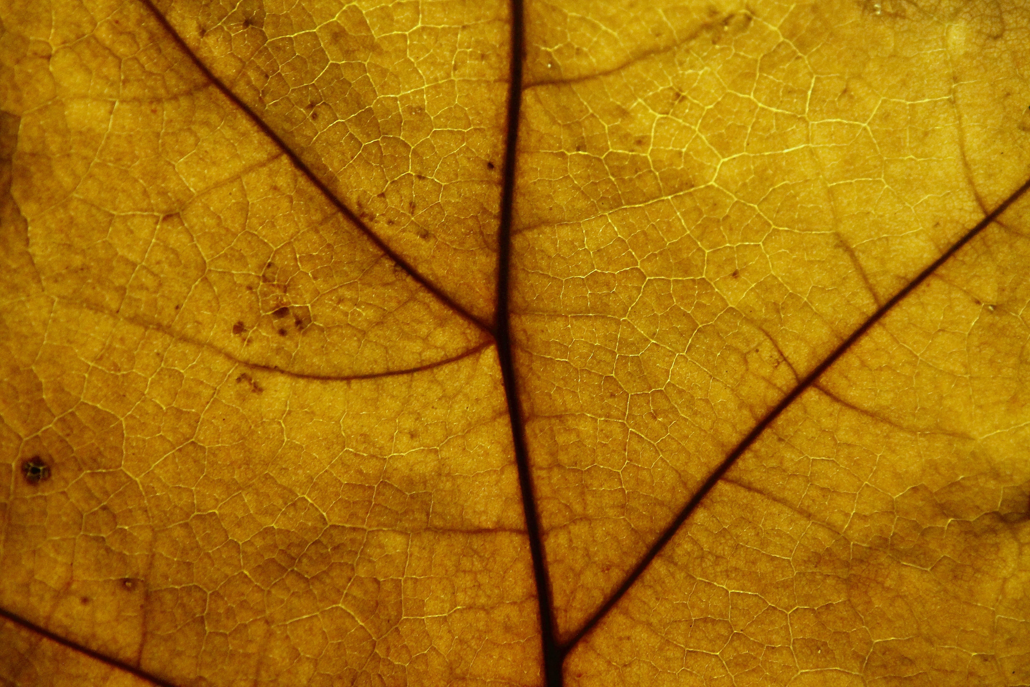 leaf, structure, pattern, texture, background, nature, backgrounds