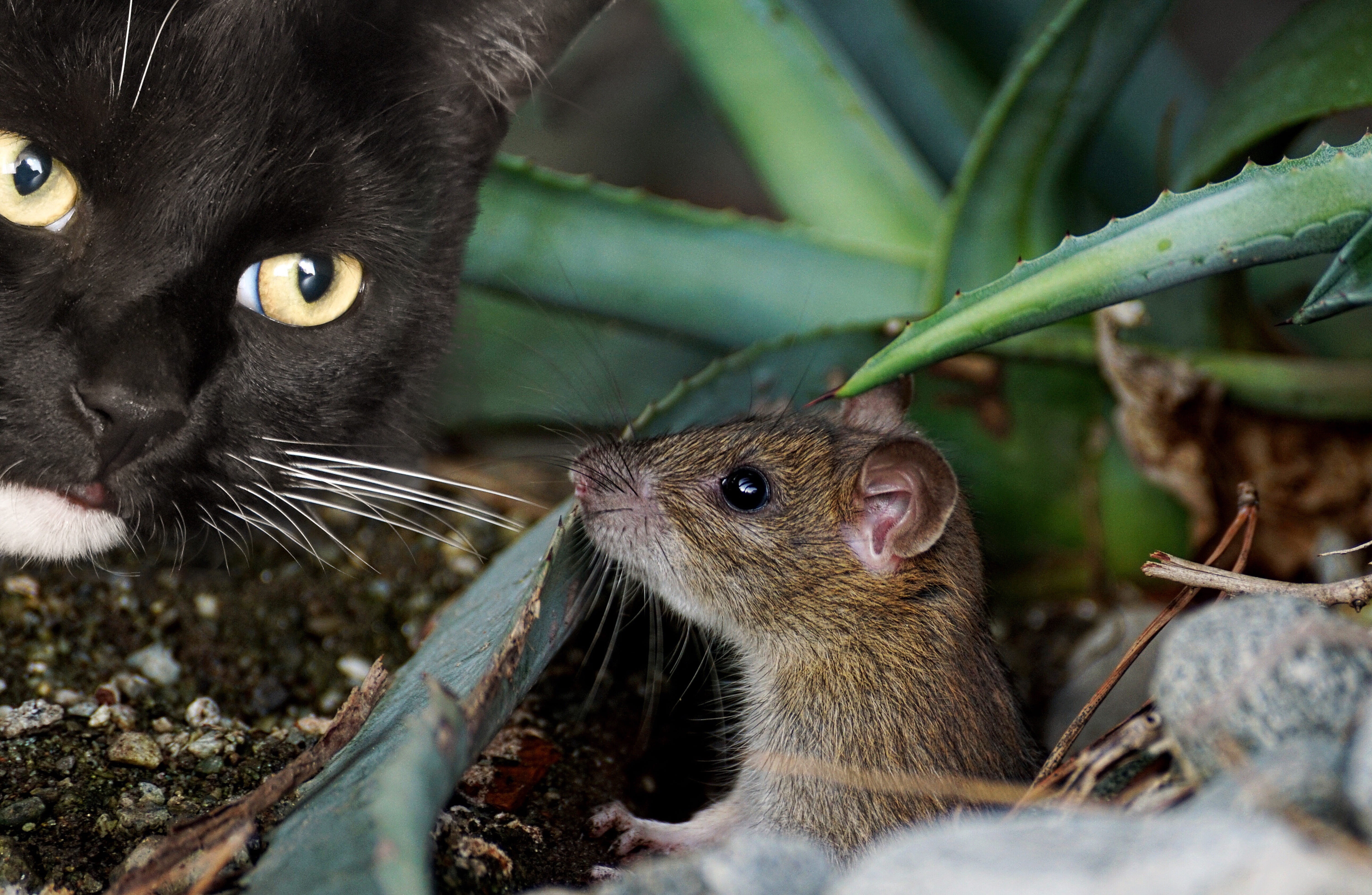 shallow focus of brown mouse and black cat, animal, cute, catch
