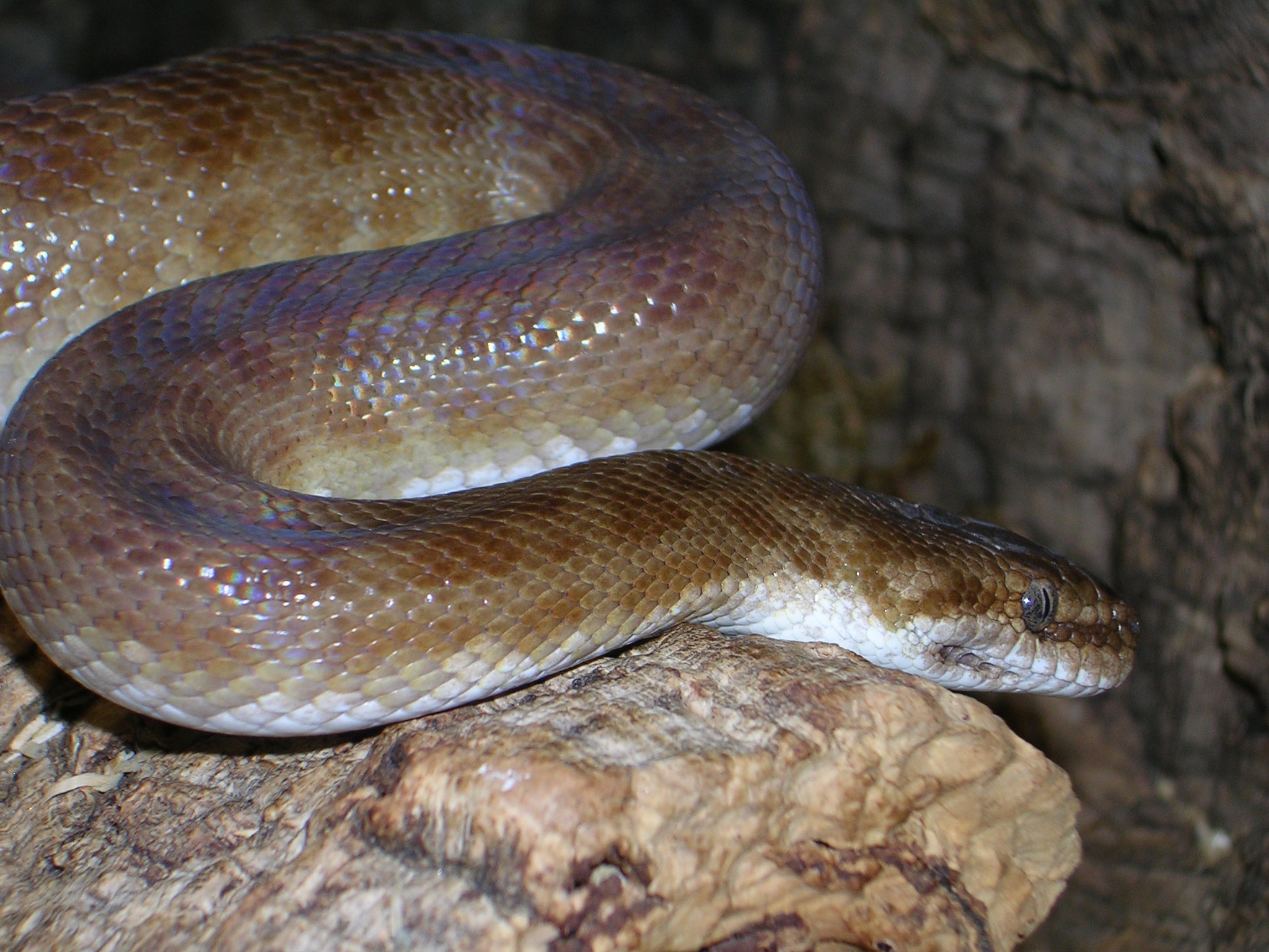 python, spotted python, sand python, antaresia childreni, australia