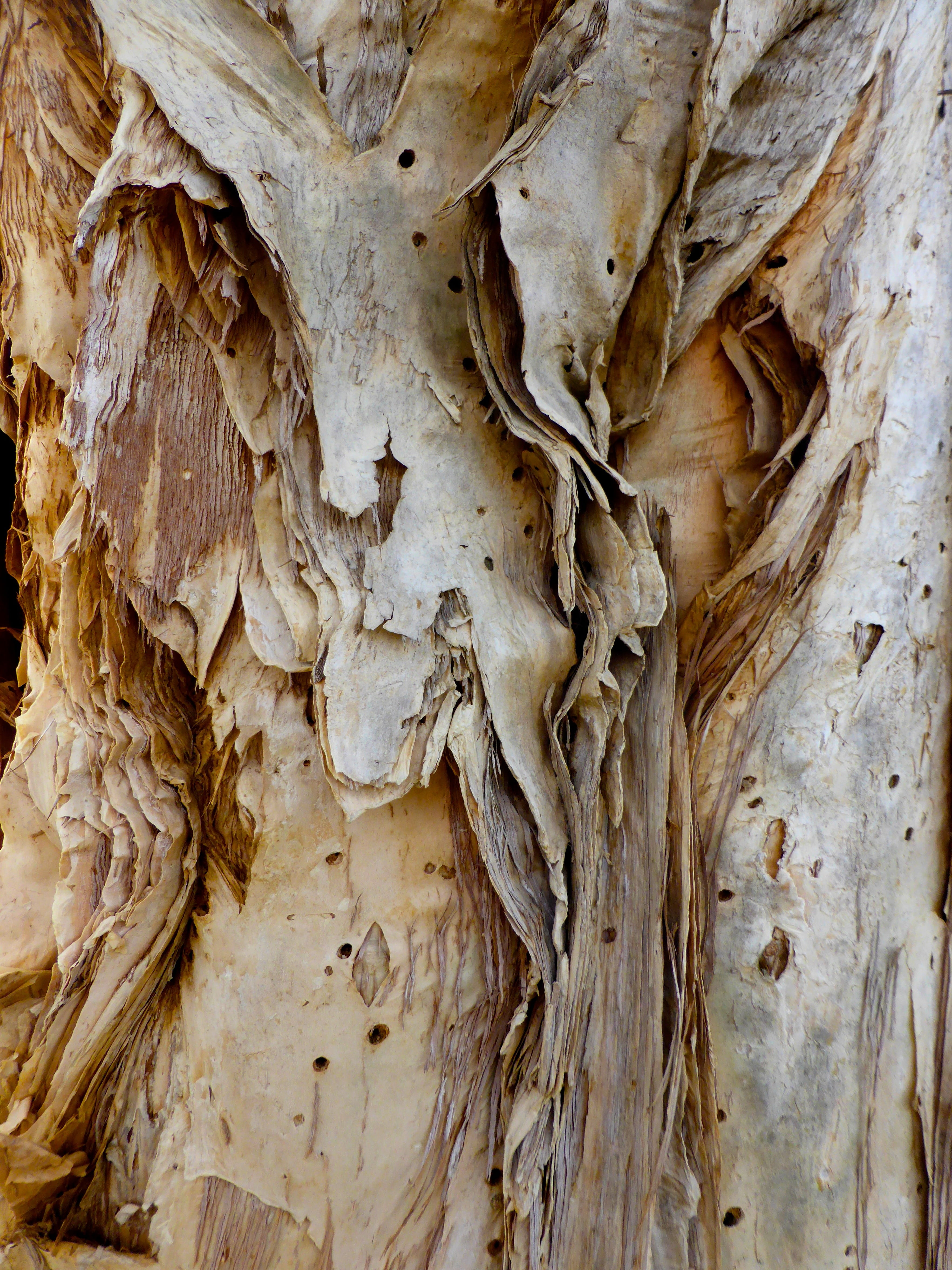 bark, paper bark, rough, surface, closeup, textured, pattern