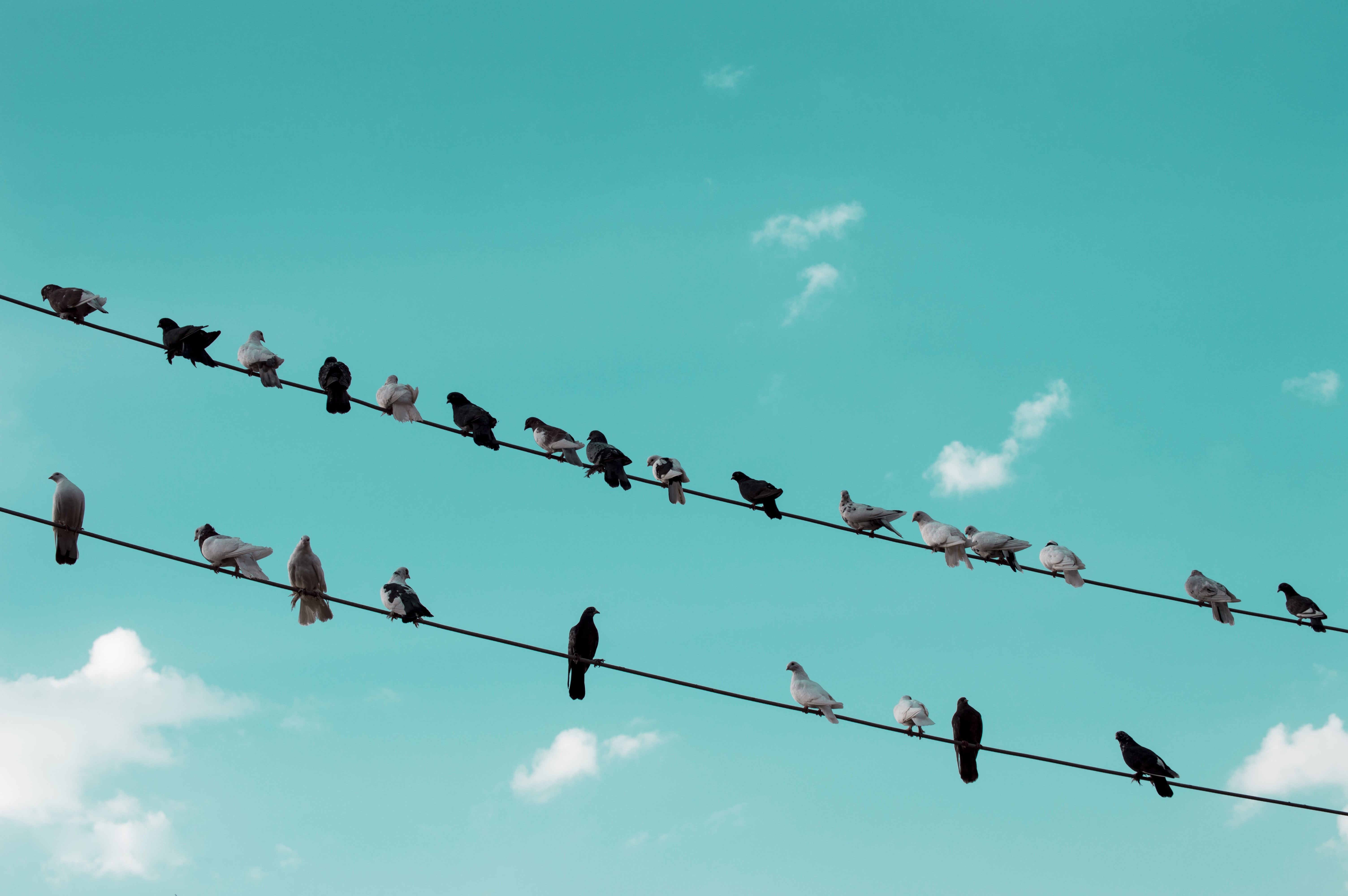 birds perching on wires, nature, pigeon, wild, natural, rest