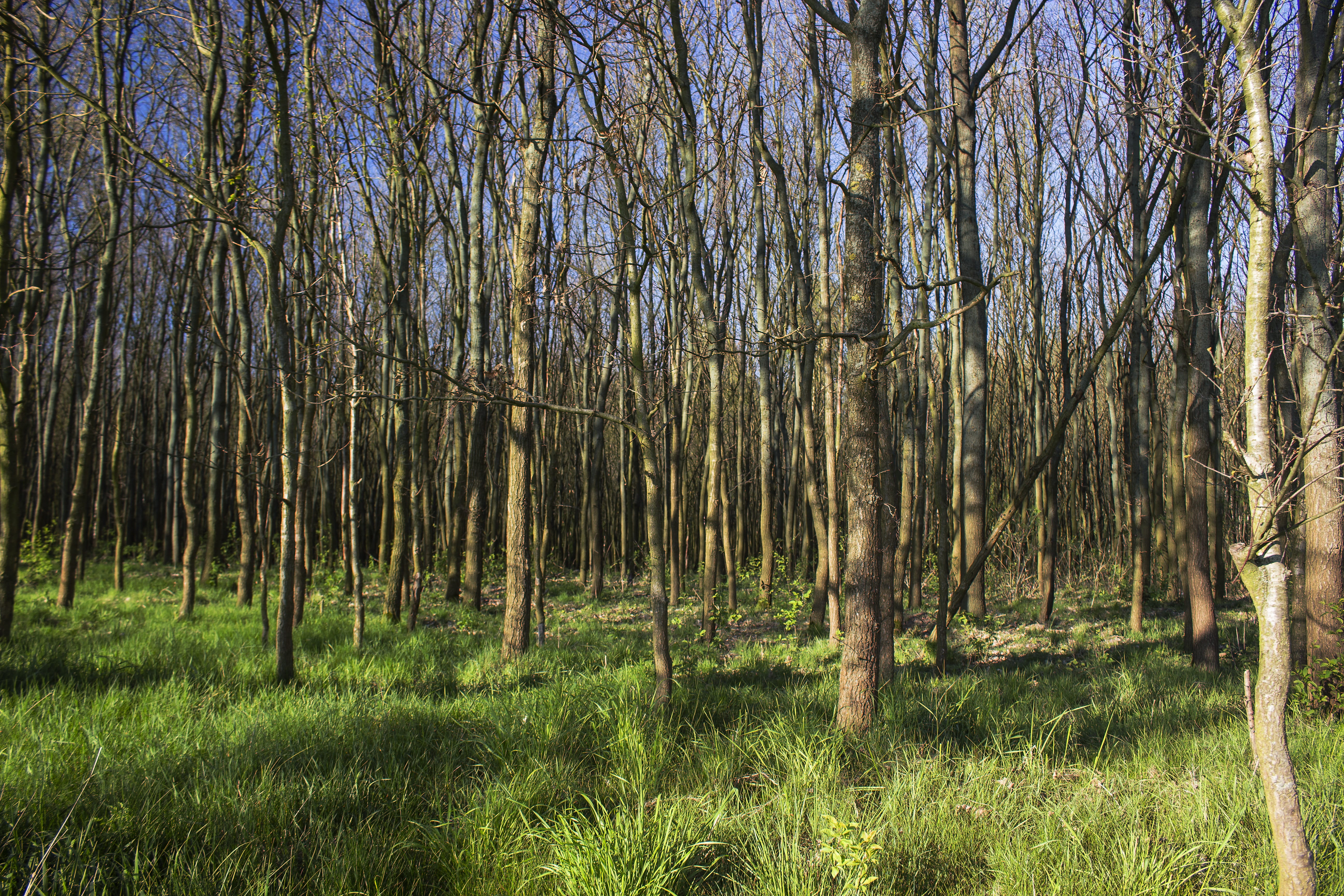 Forest, Spring, Nature, Tree, Landscape, foliage, green, light