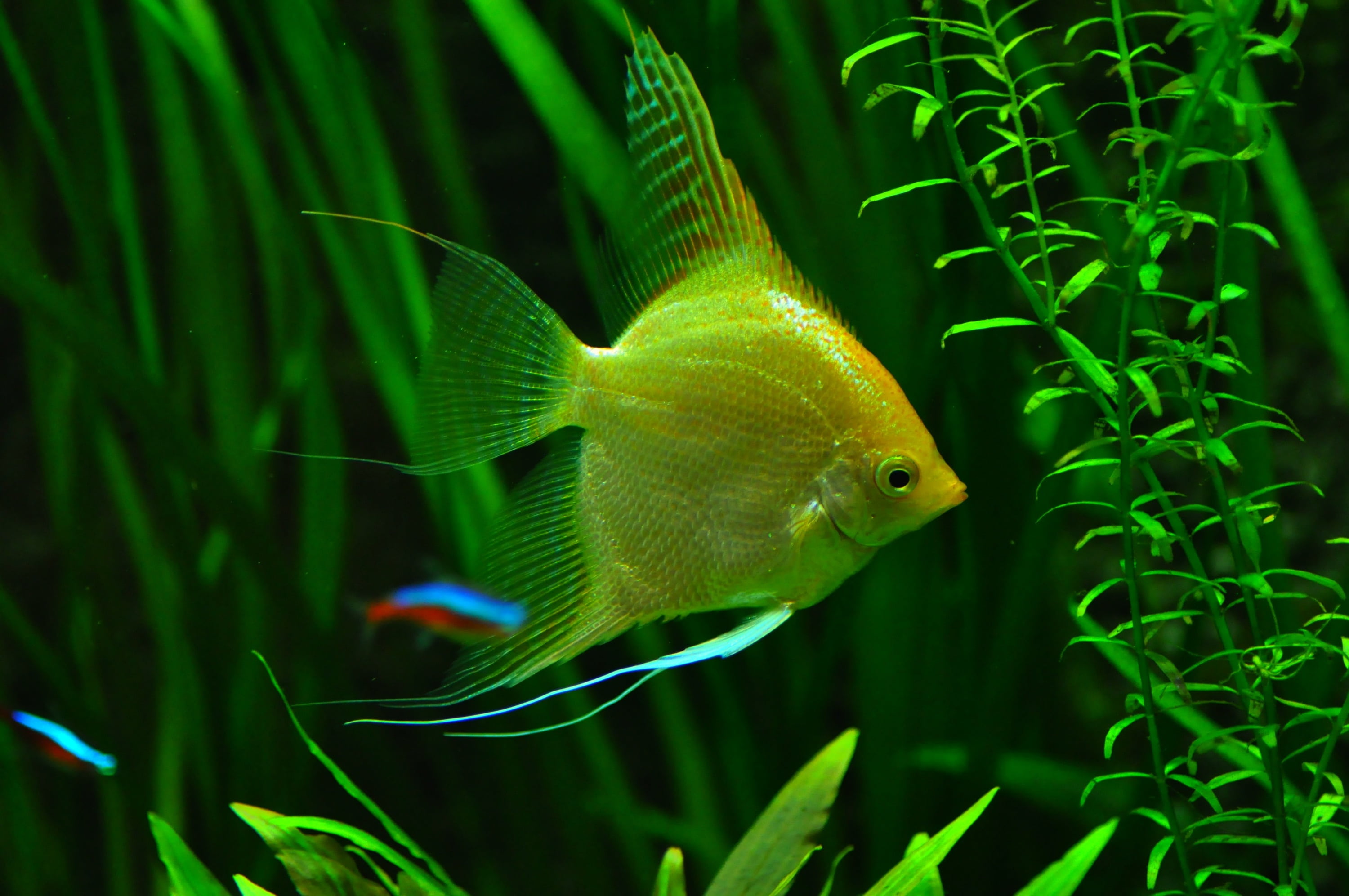 underwater photography of yellow angelfish, aquarium, tank, tropical fish