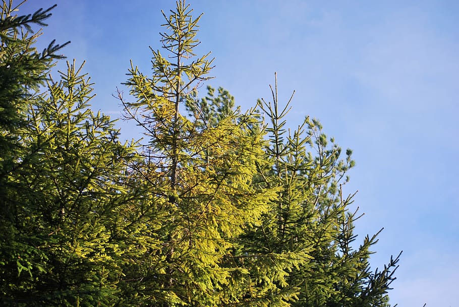 tree, green, nature, coniferous, no people, day, outdoors, pine tree HD wallpaper