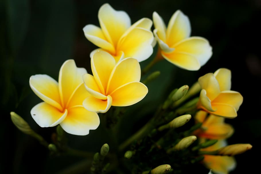 Plumeria, Cambodia, Plant, Nature, garden, tropical, blossom, HD wallpaper