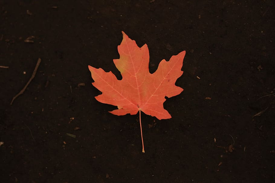 photo of orange maple leaf, orange maple leaf, fallen leaf, red leaf HD wallpaper