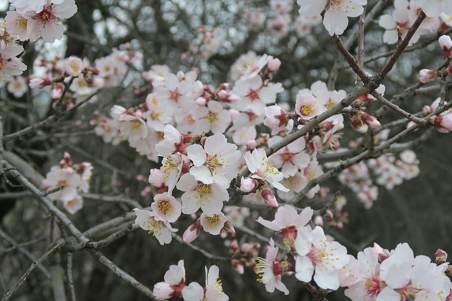 almond, spring, flower, tree, flowering plant, freshness, fragility HD wallpaper