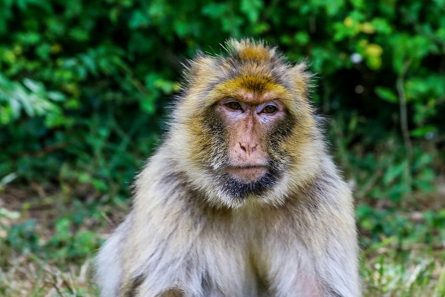 Monkey, Primate, Animal, Wild, Zoo, magot, wildlife, mammal HD wallpaper