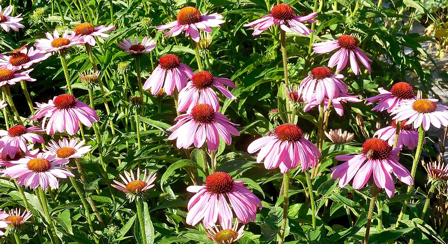 echinacea, plants, flowers, flowering plant, vulnerability HD wallpaper