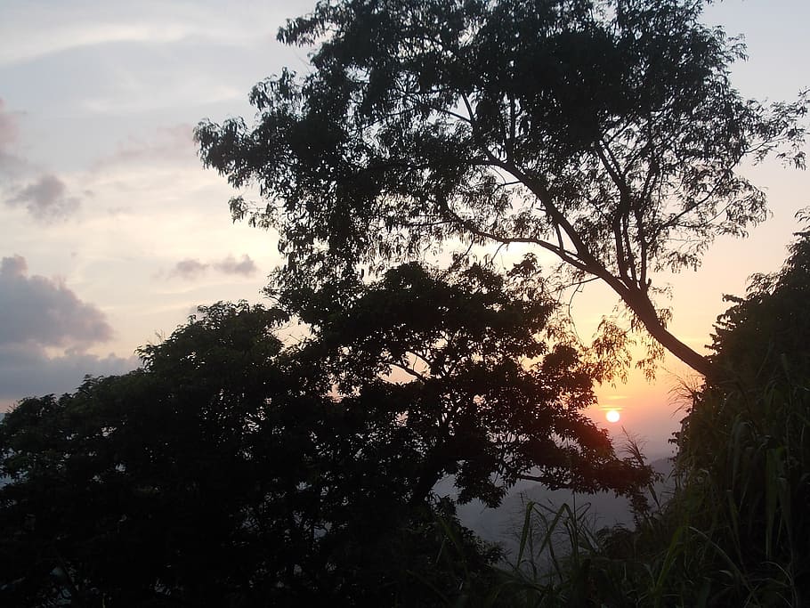 nature, tree, sunset, sky, sri lanka, plant, tranquility, silhouette HD wallpaper