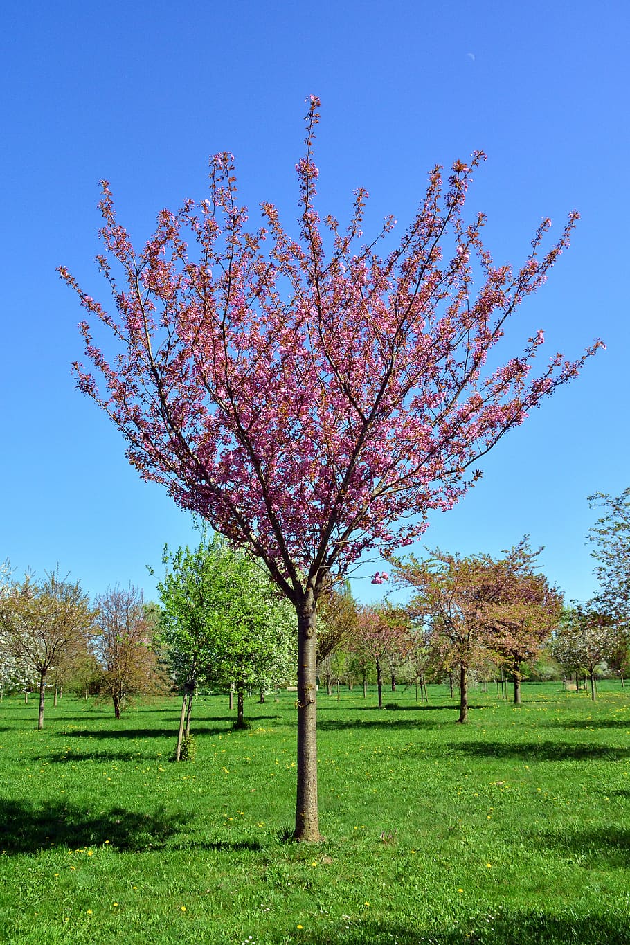 Как выглядит вишня дерево фото