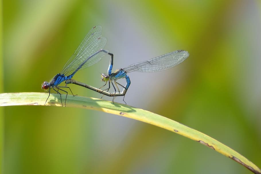 nature, dragonflies, pairing, animal, invertebrate, animal themes HD wallpaper