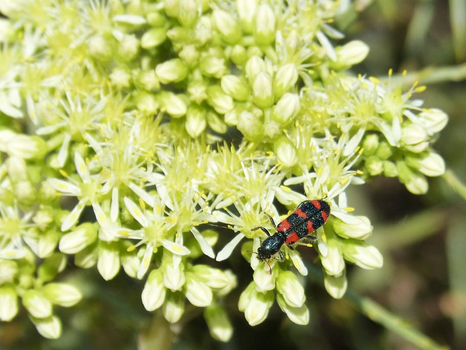 Trichodes Apiarius, Beetle, colóptero, black and orange, gross floor HD wallpaper