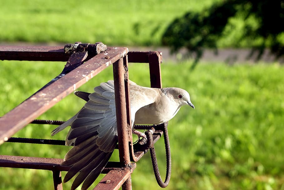 dove, bird, wings, side, poses, messenger, pen, angle, balcony HD wallpaper