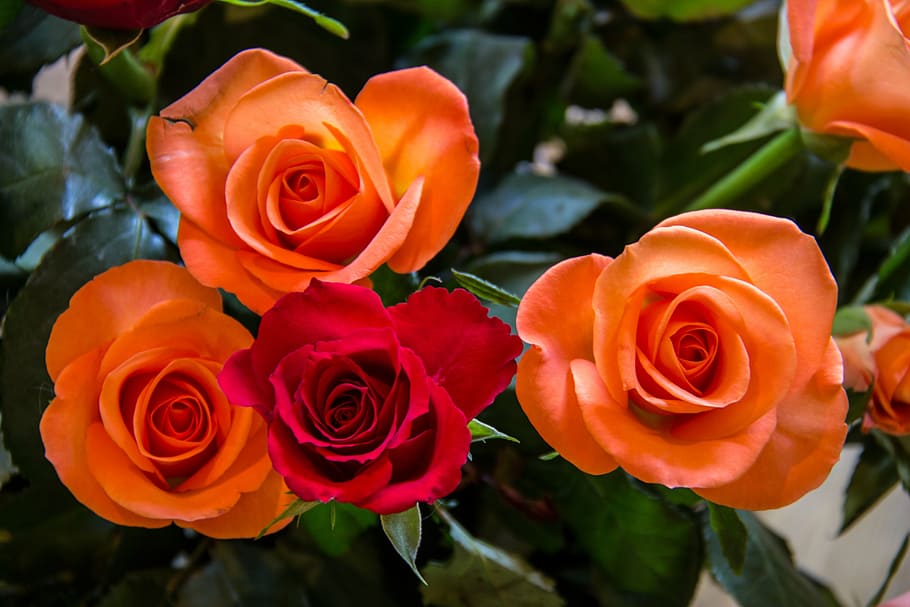roses, red, orange, flower, red rose, blossom, bloom, rose bloom HD wallpaper