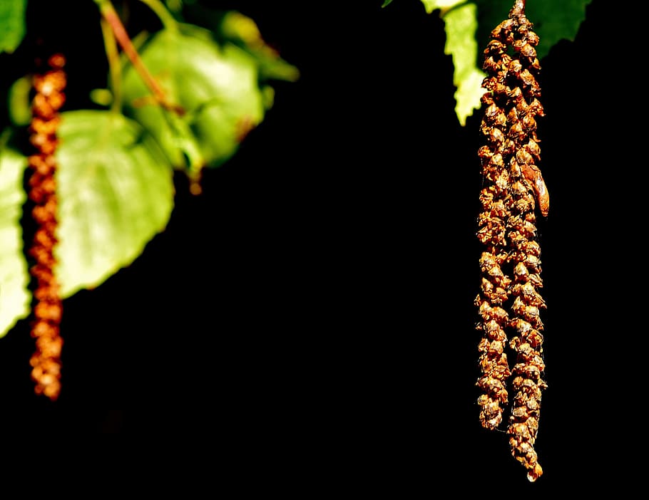 Birch, Seeds, Tree, Depend, Nature, birch seeds, garden, close-up HD wallpaper