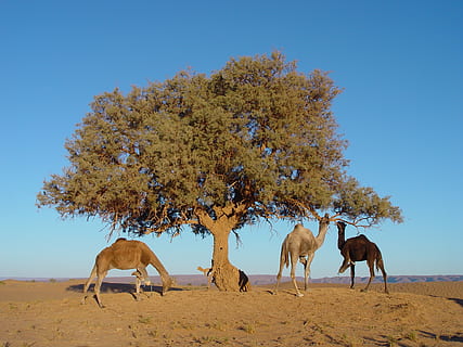 three camels under tree, morocco, nature, animal, hump, africa HD wallpaper