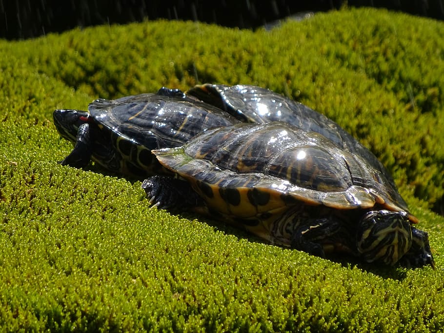 Animals, Turtle, Nature, Grass, green, tortoise, reptile, one animal HD wallpaper