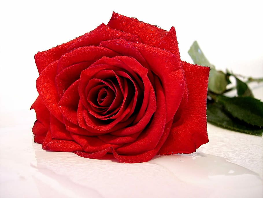 red rose on white surface, Rose, Red, Flower, Romantic, gift HD wallpaper