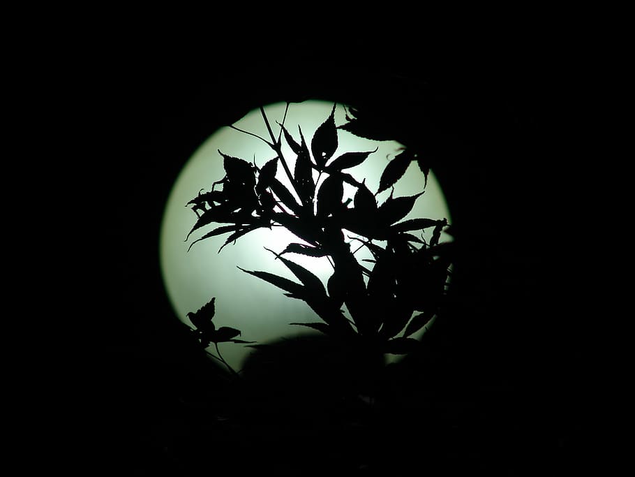 Street Lights, Maple Leaf, Night, lighting, silhouette, night view HD wallpaper