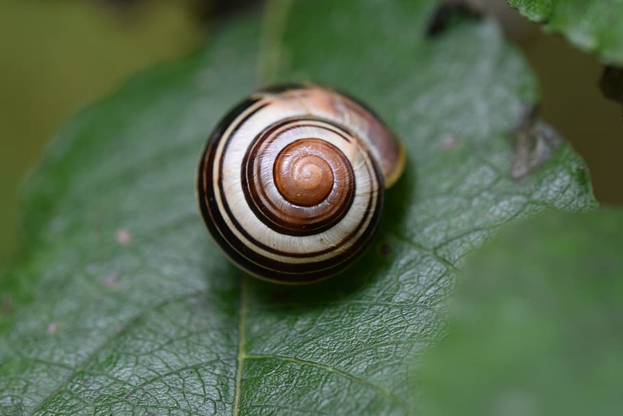 snail, leaf, green, nature, creature, close, animal wildlife HD wallpaper