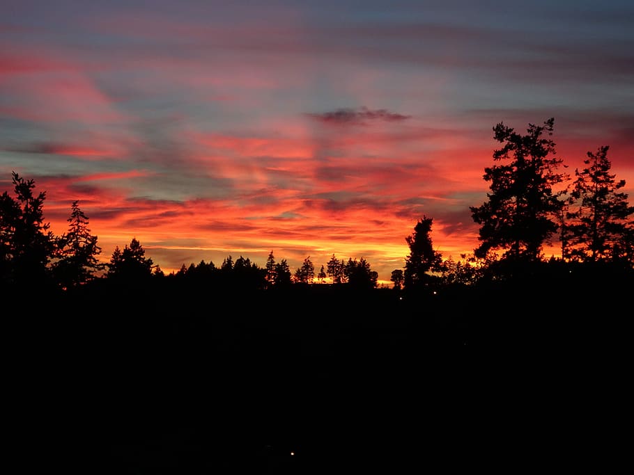 Red Sky, Silhouette, Trees, Sunset, silhouette trees, evening HD wallpaper
