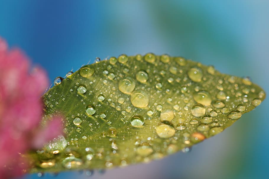 dewdrops, leaf, green, nature, water, macro, raindrop, wet HD wallpaper