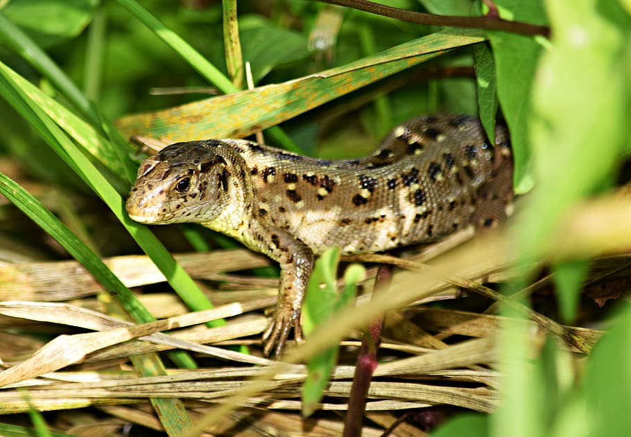 Lizard, Gad, Grass, Skin, the lizard, kennel, nature, garden HD wallpaper